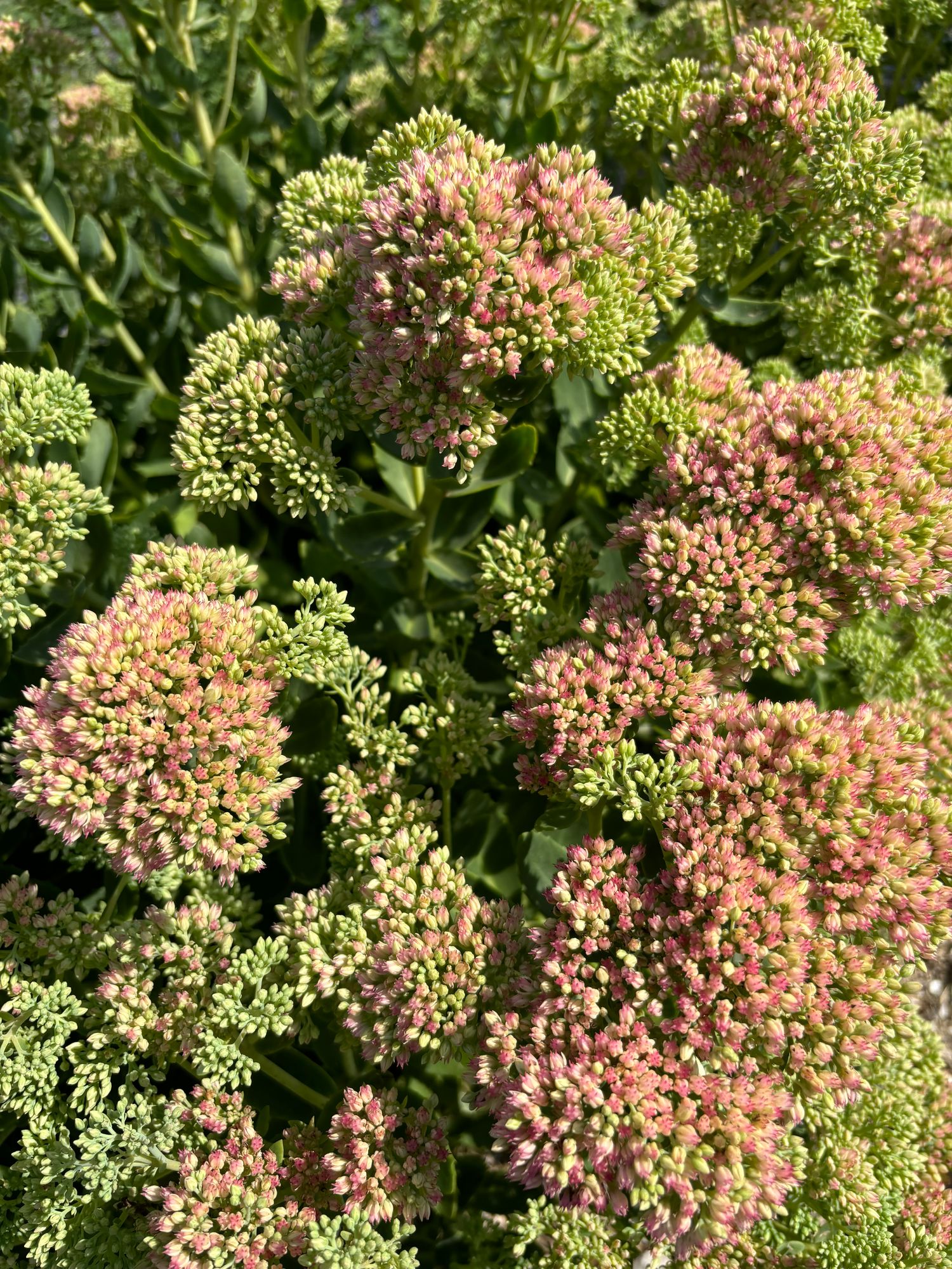 SEDUM