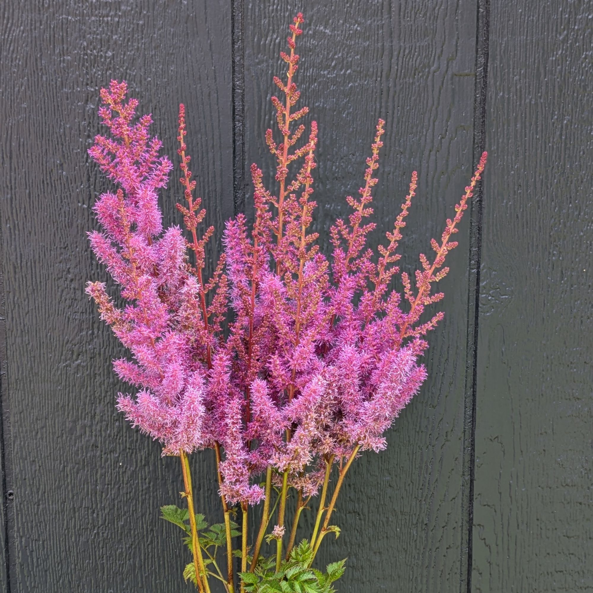 ASTILBE chinensis Purpurlanz