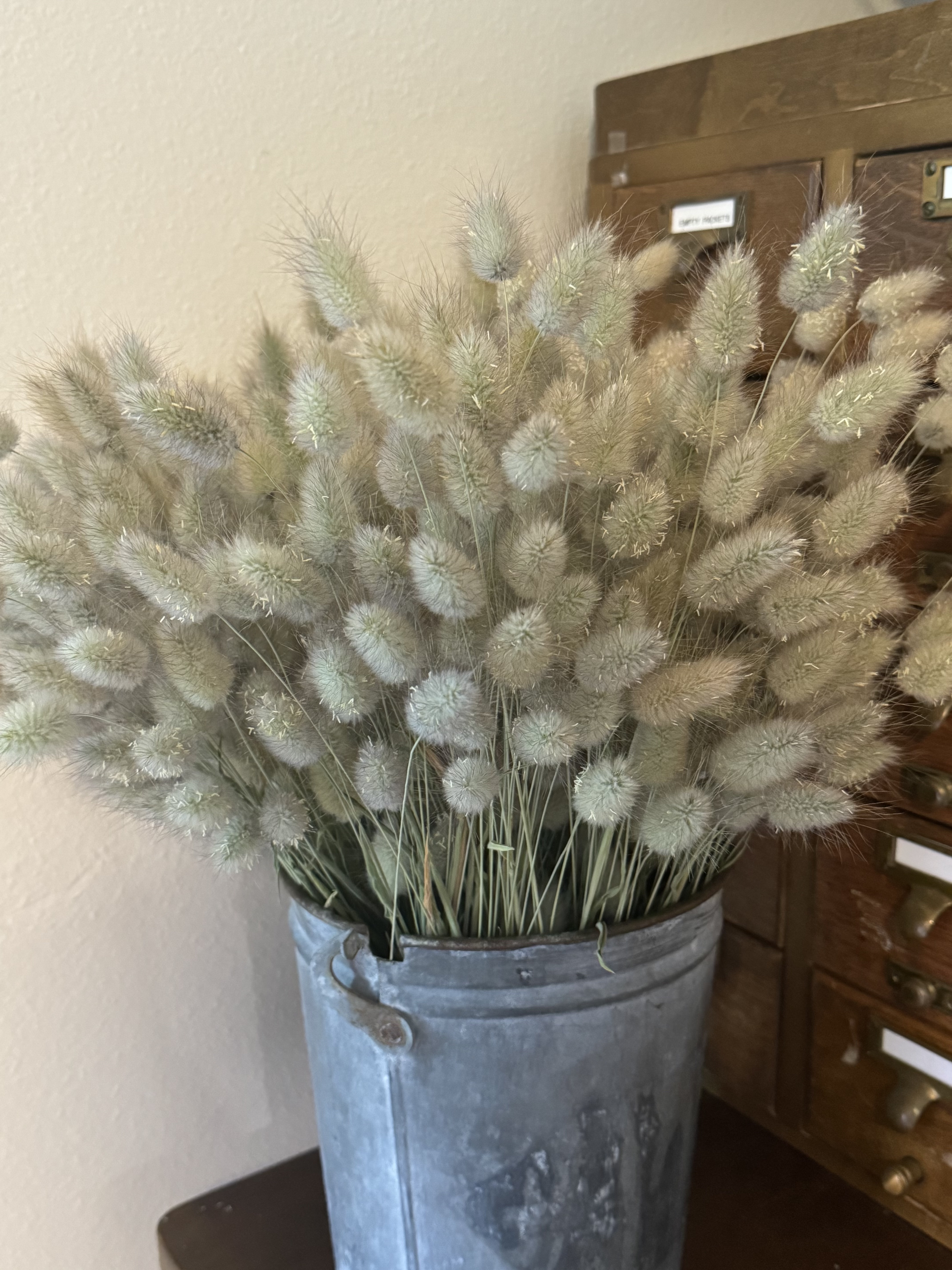 LAGURUS ovatus