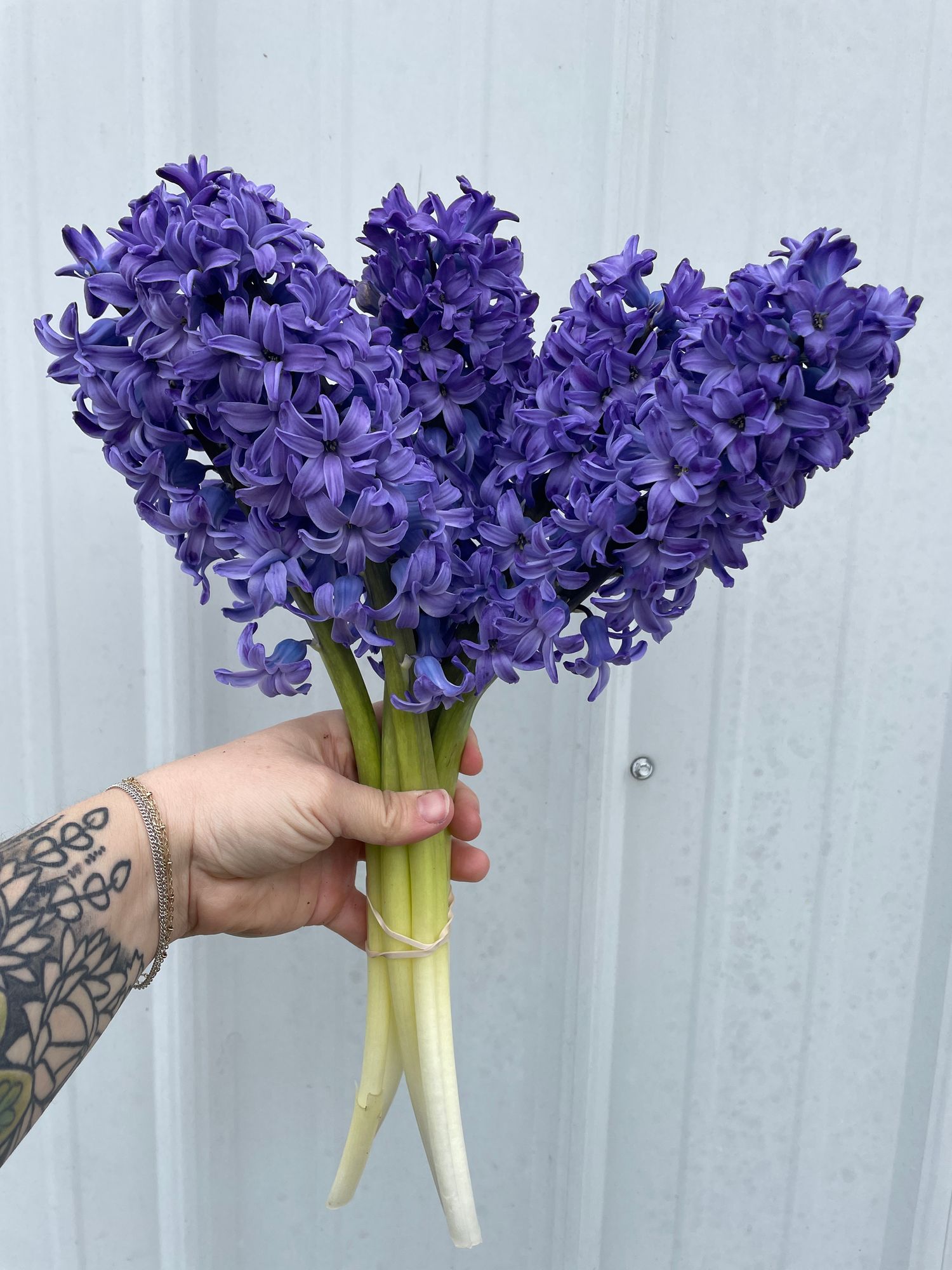 HYACINTHUS orientalis Delft Blue
