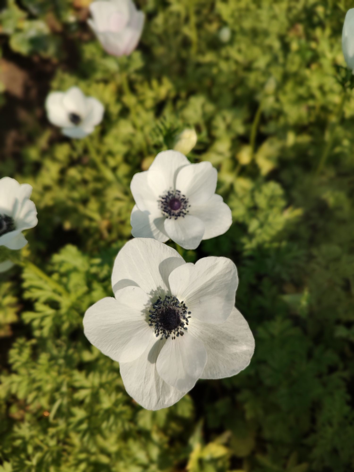ANEMONE coronaria Carmel