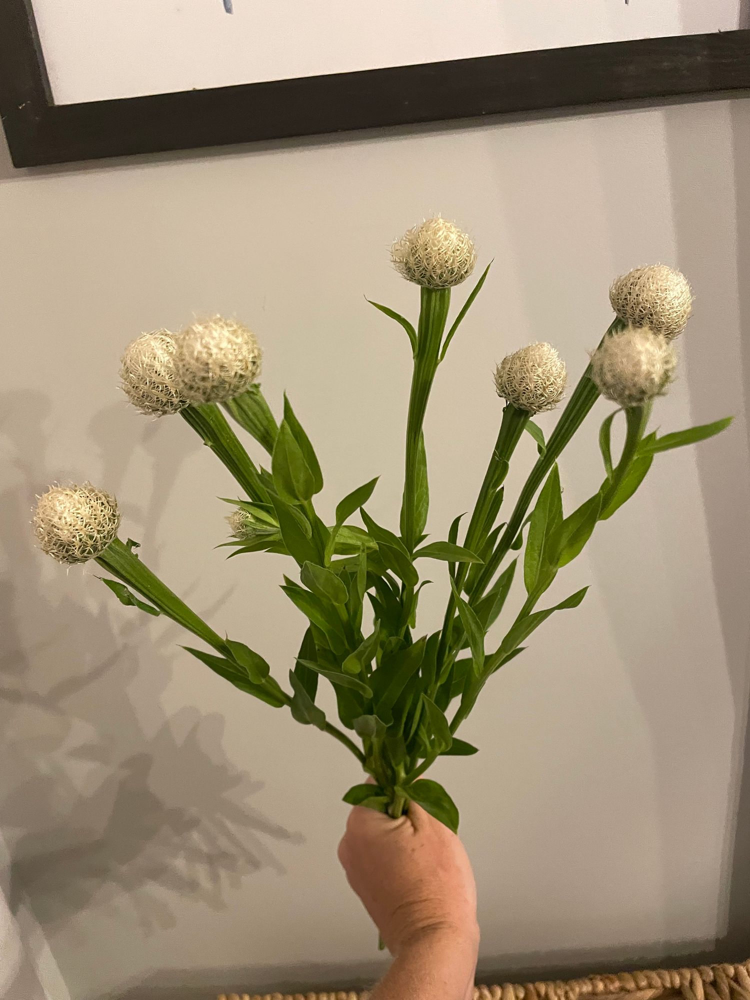 CENTAUREA americana
