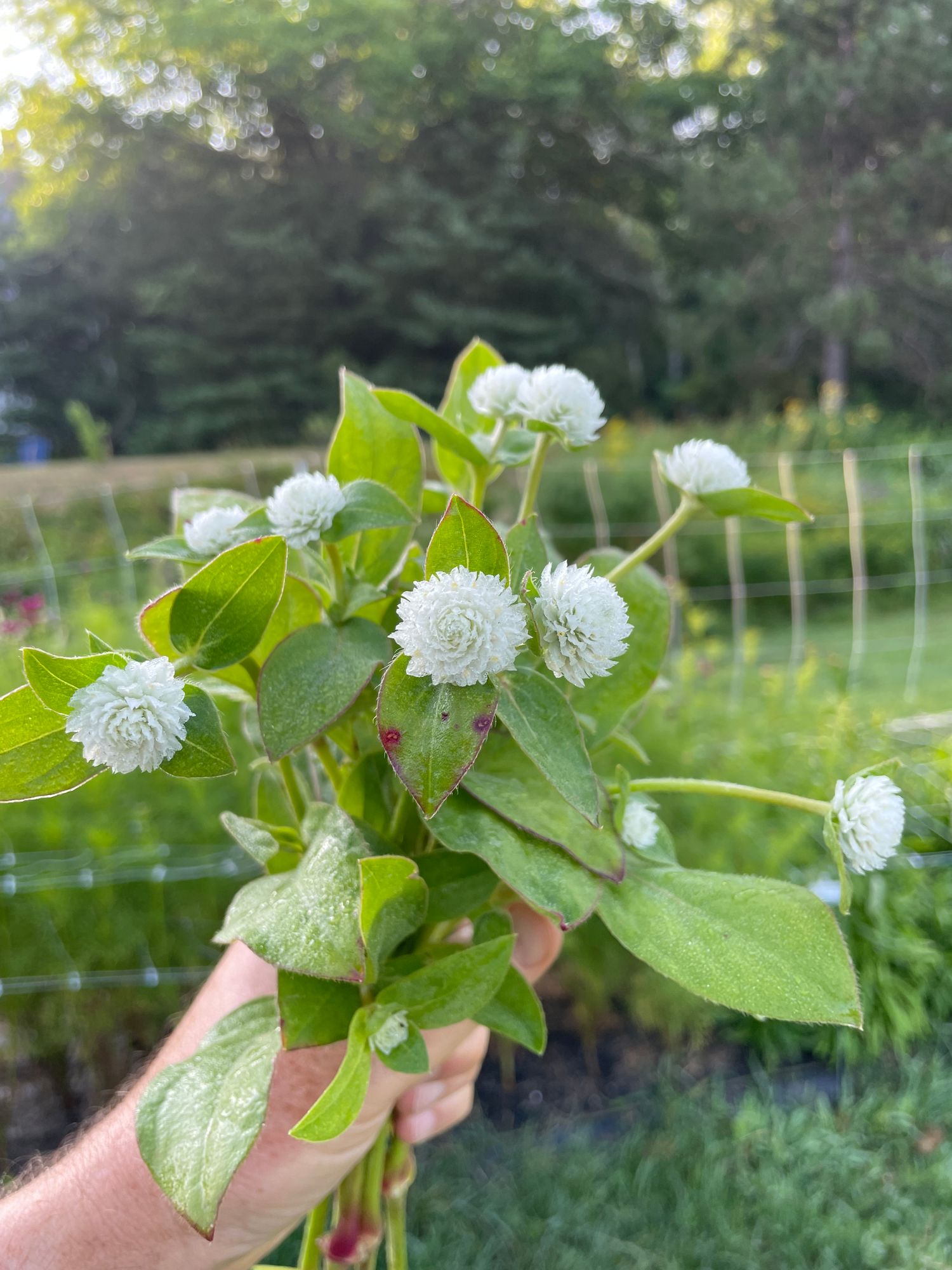 GOMPHRENA globosa Audray