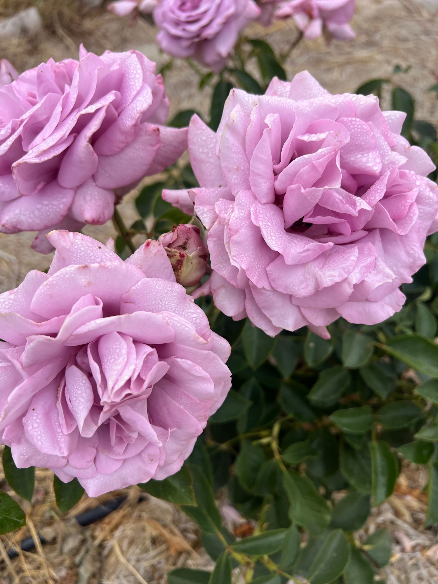 ROSA hybrida Love Song