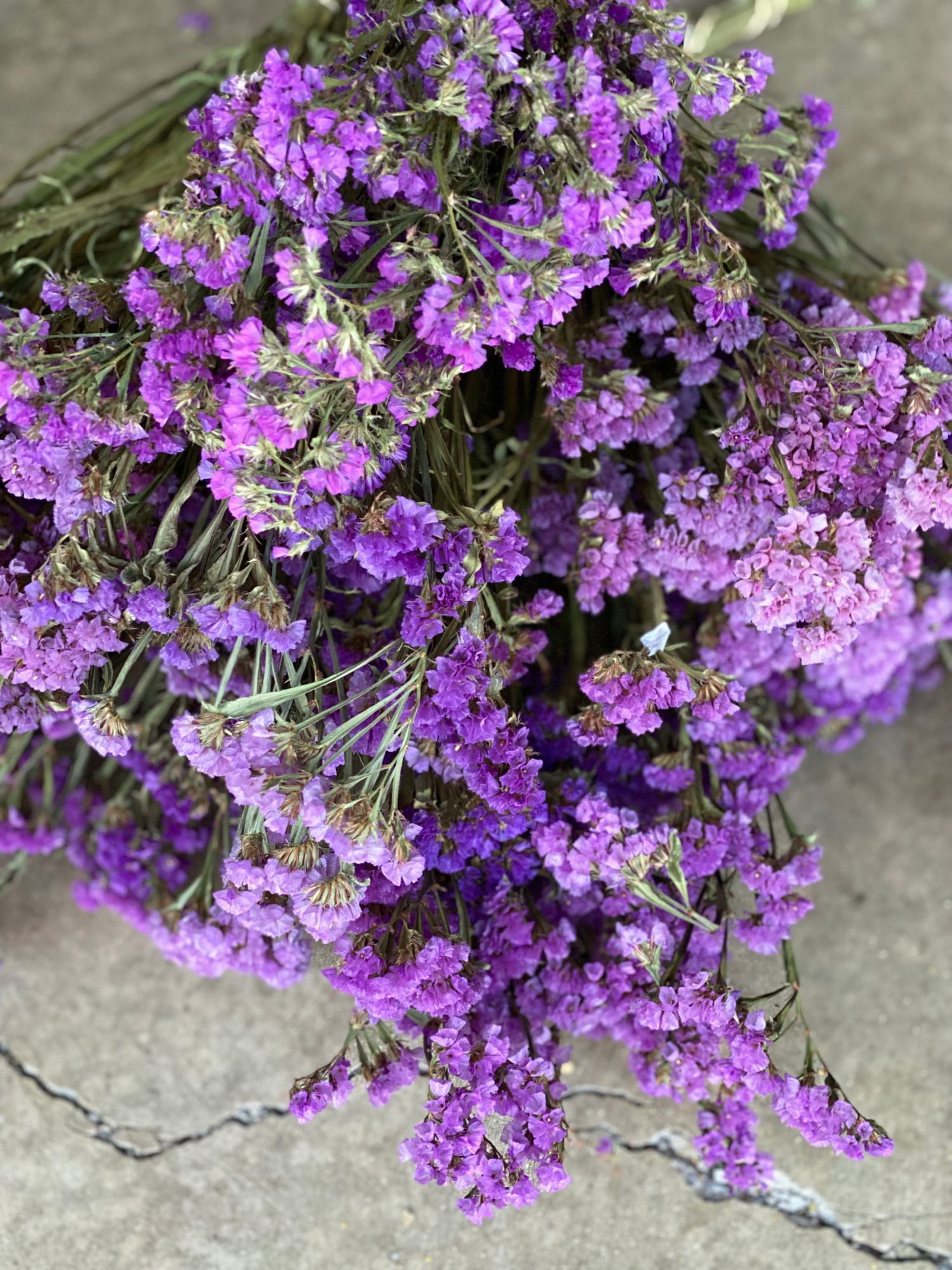 LIMONIUM sinuatum Seeker