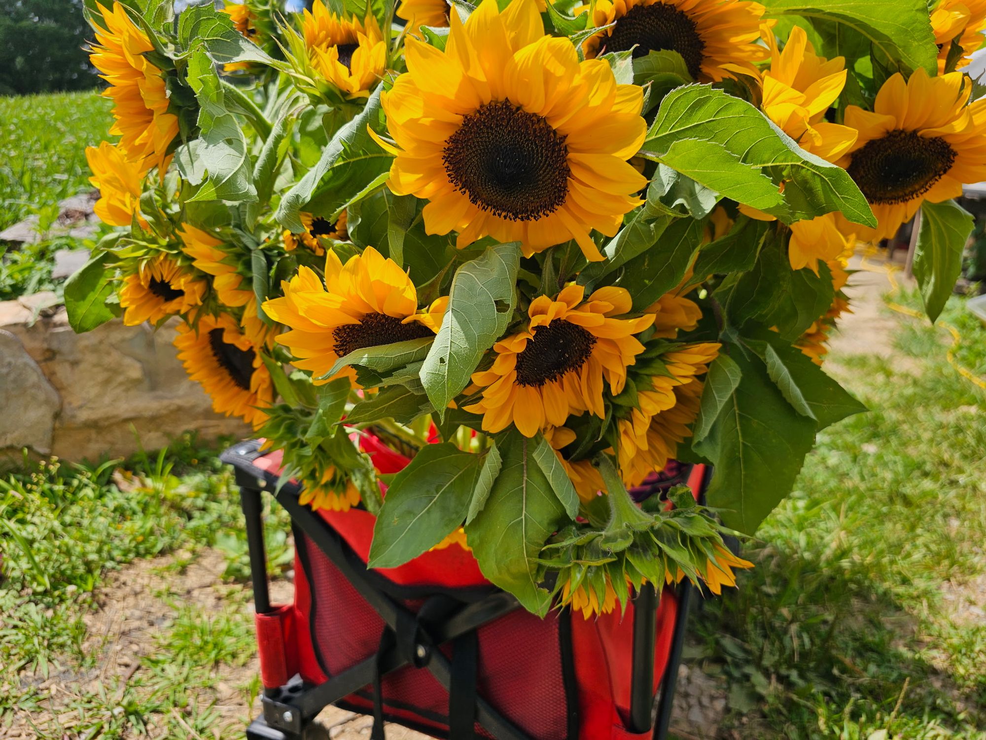 HELIANTHUS annuus ProCut Orange