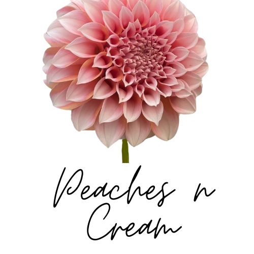 DAHLIA Peaches n Cream