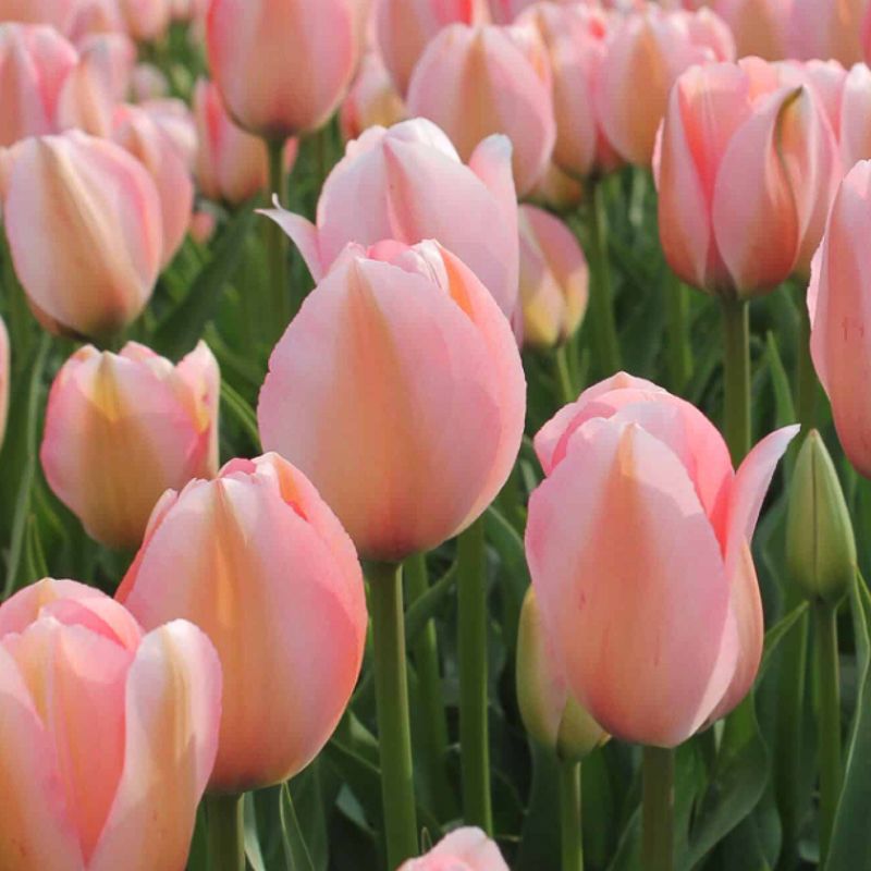 TULIPA Bella Blush