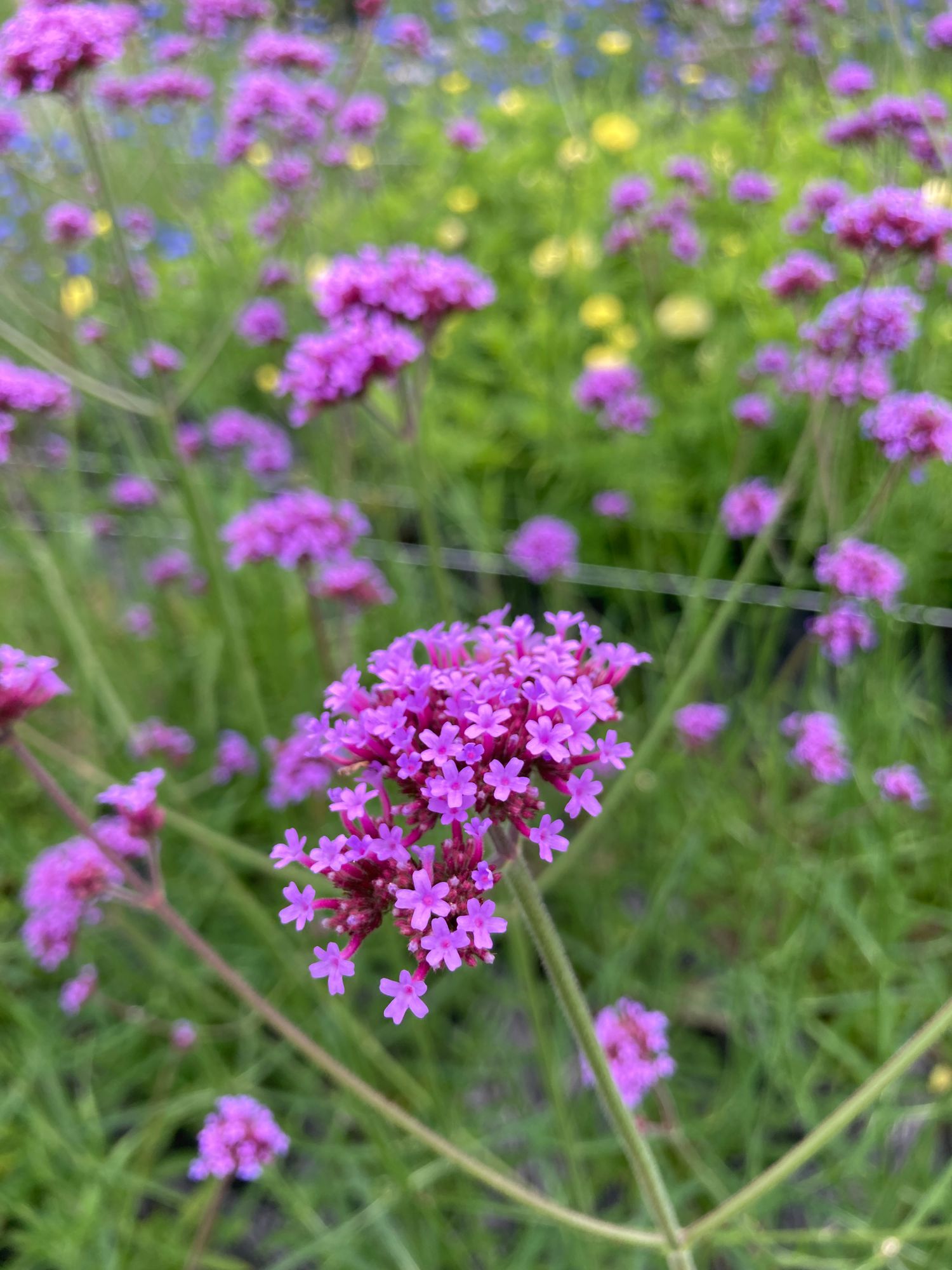 VERBENA bonariensis