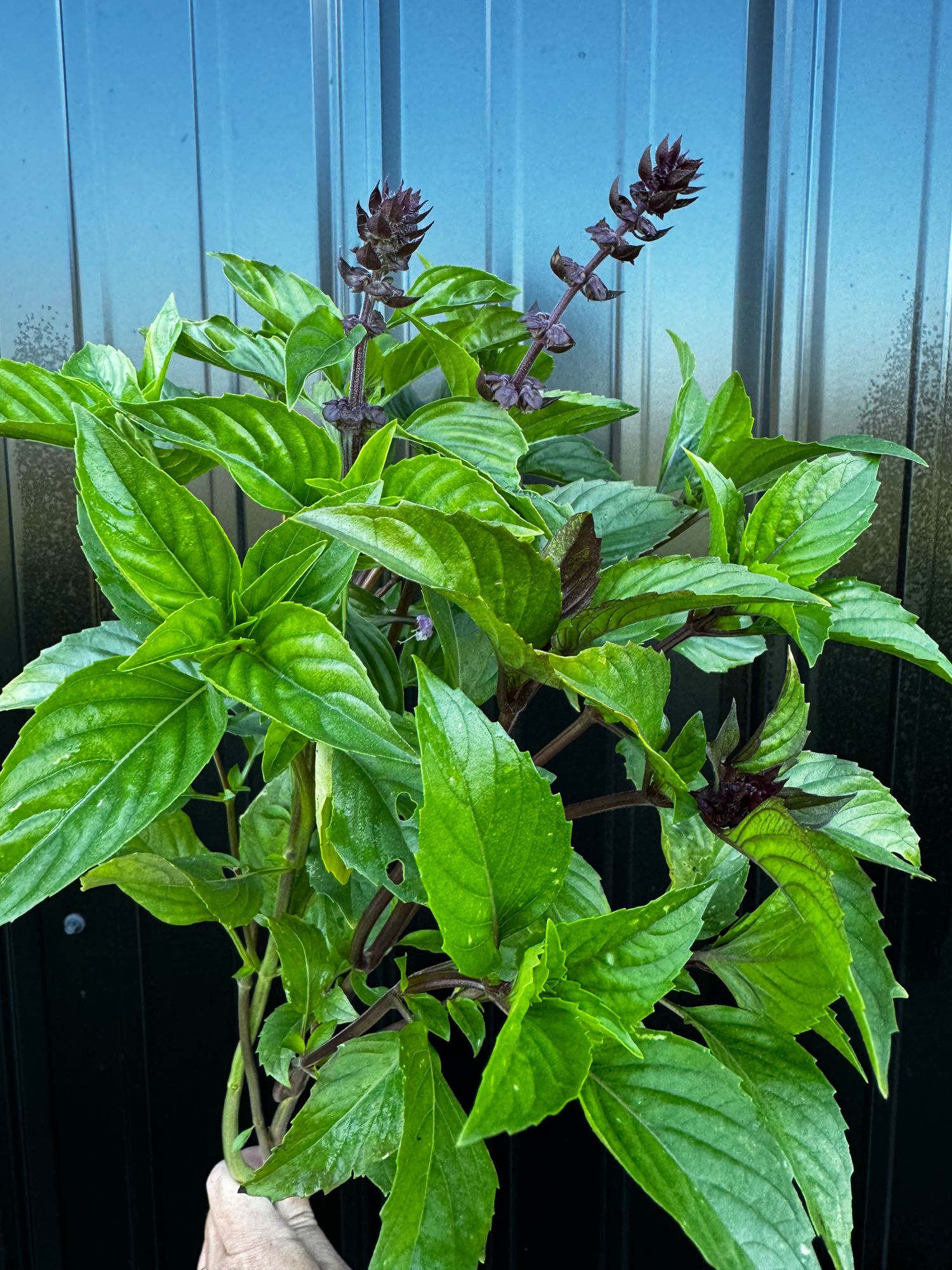 OCIMUM basilicum Cinnamon