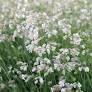 SILENE vulgaris Blushing Lanterns