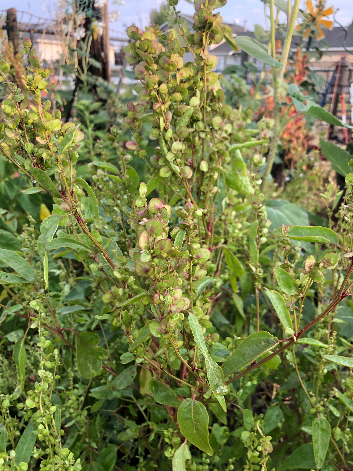 ATRIPLEX hortensis