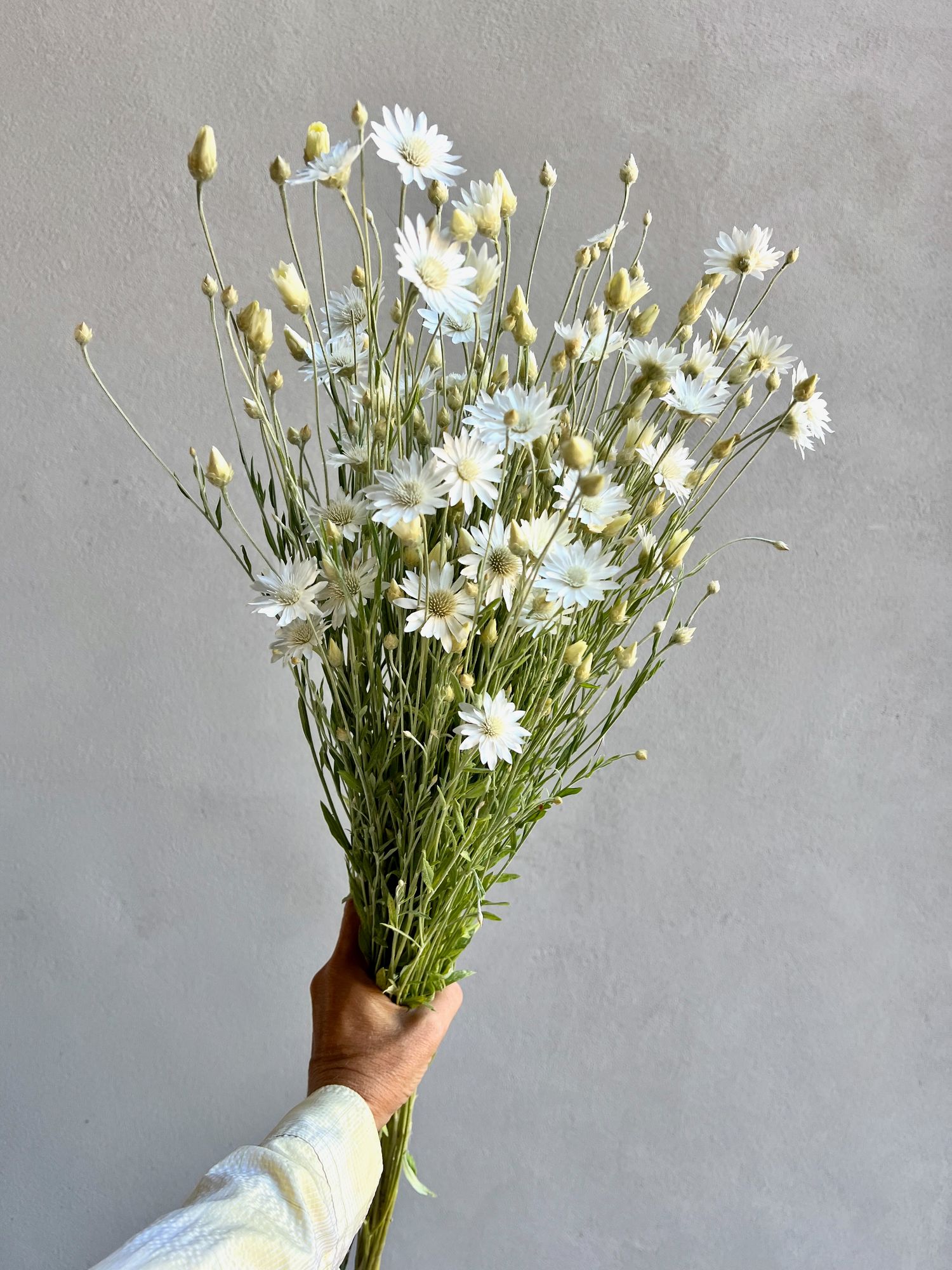 XERANTHEMUM annuum