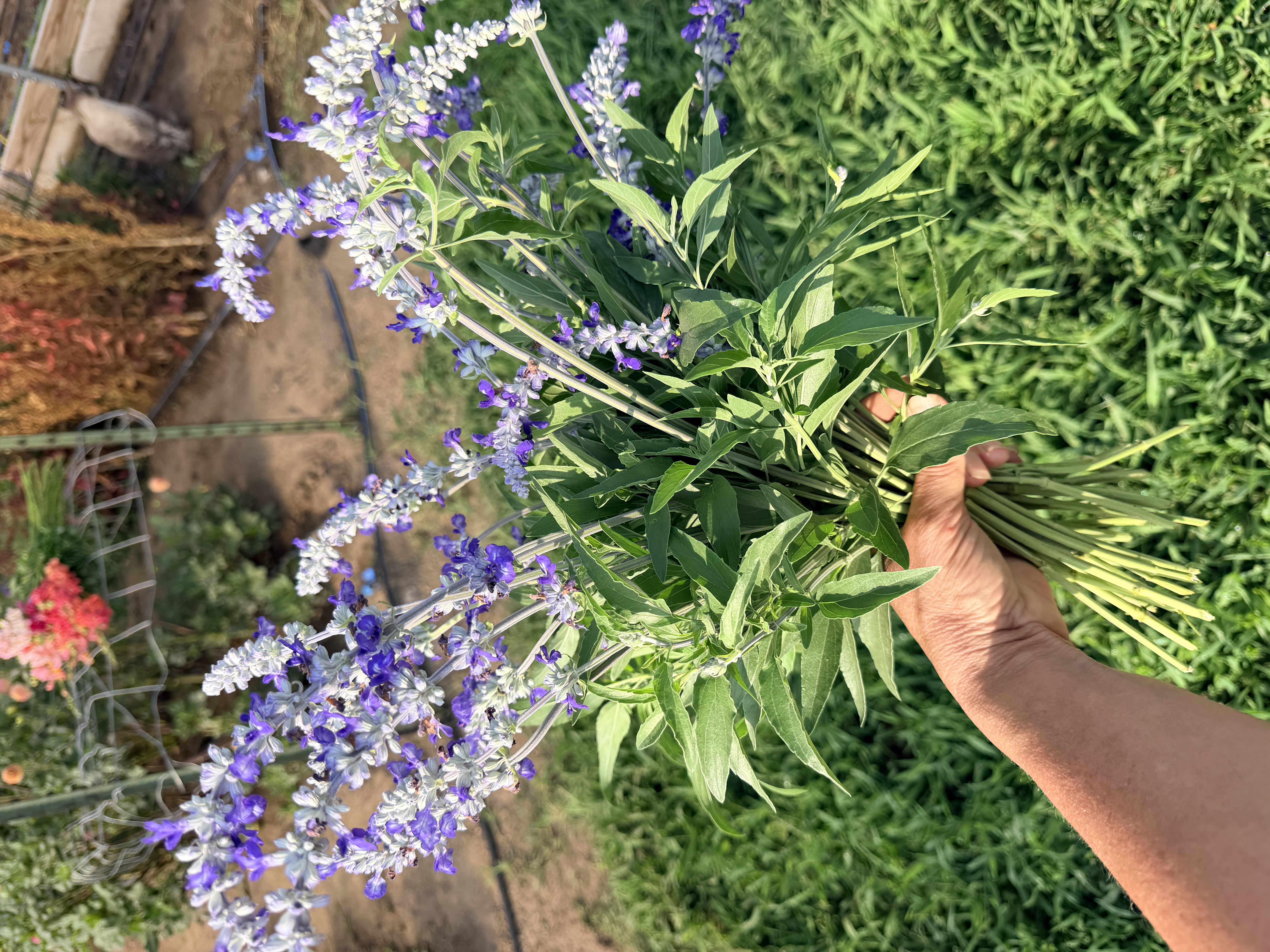 SALVIA viridis Oxford Blue