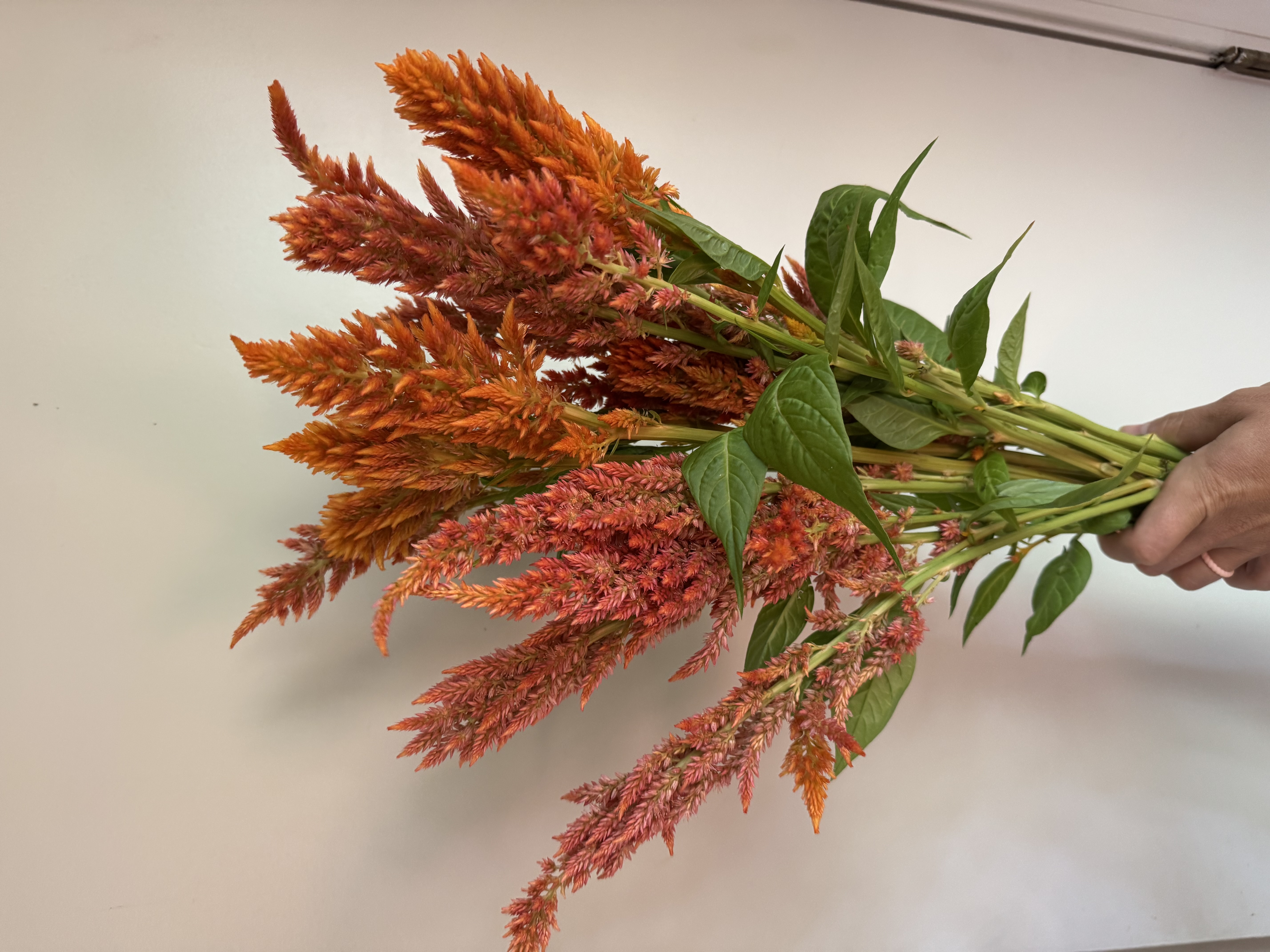 CELOSIA argentea var. plumosa Sunday Orange