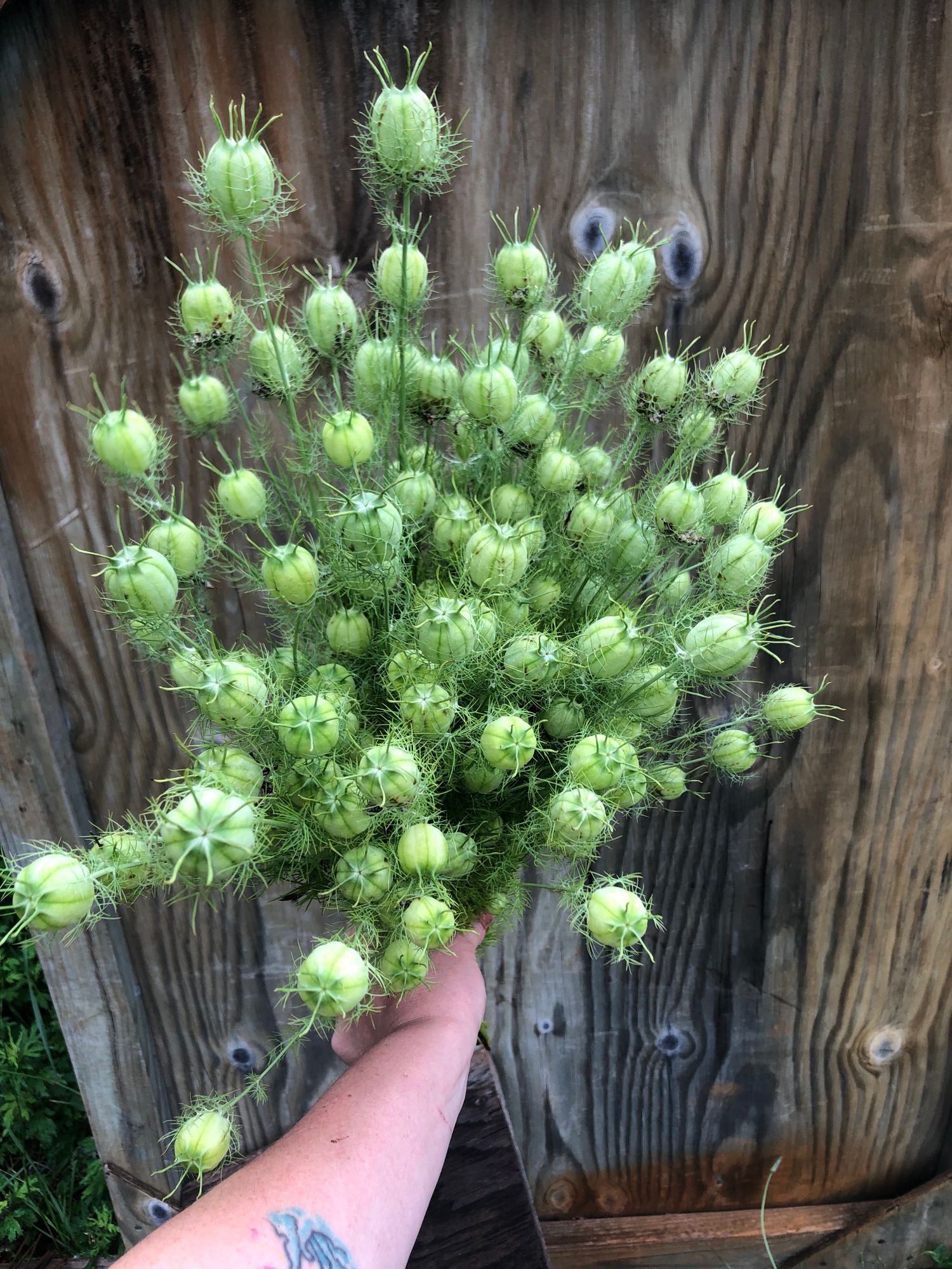 NIGELLA