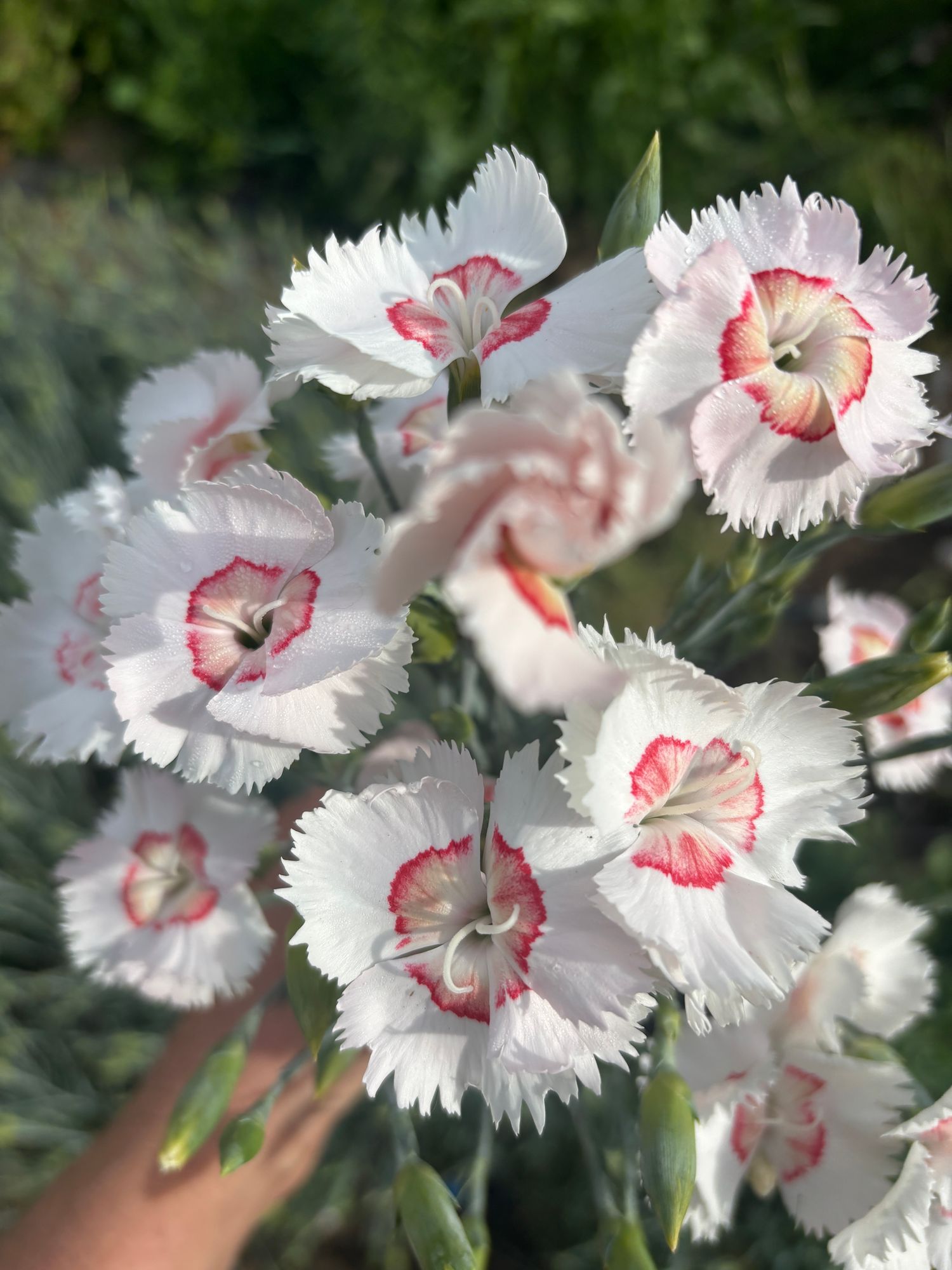 DIANTHUS allwoodii American Pie Georgia Peach Pie