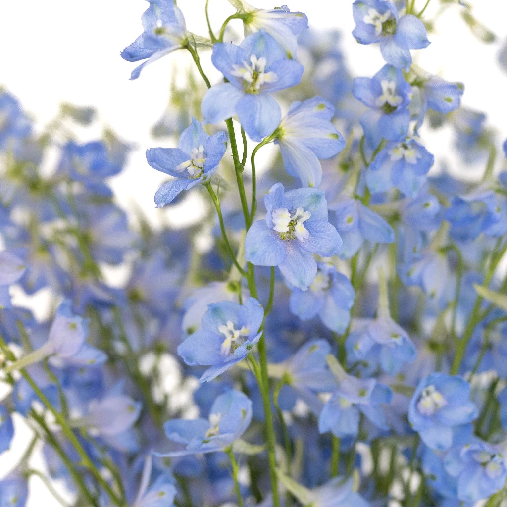DELPHINIUM