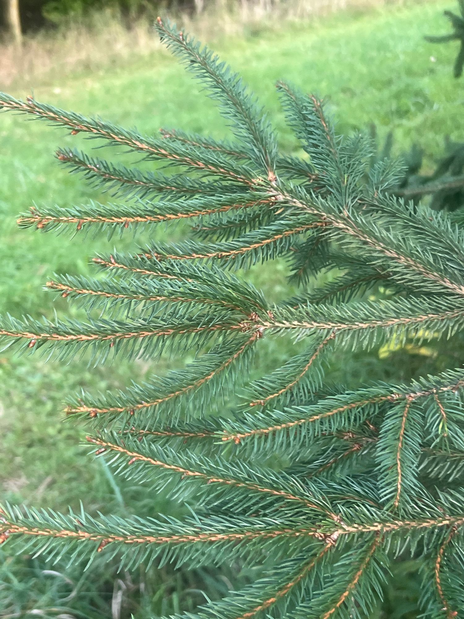 PICEA abies
