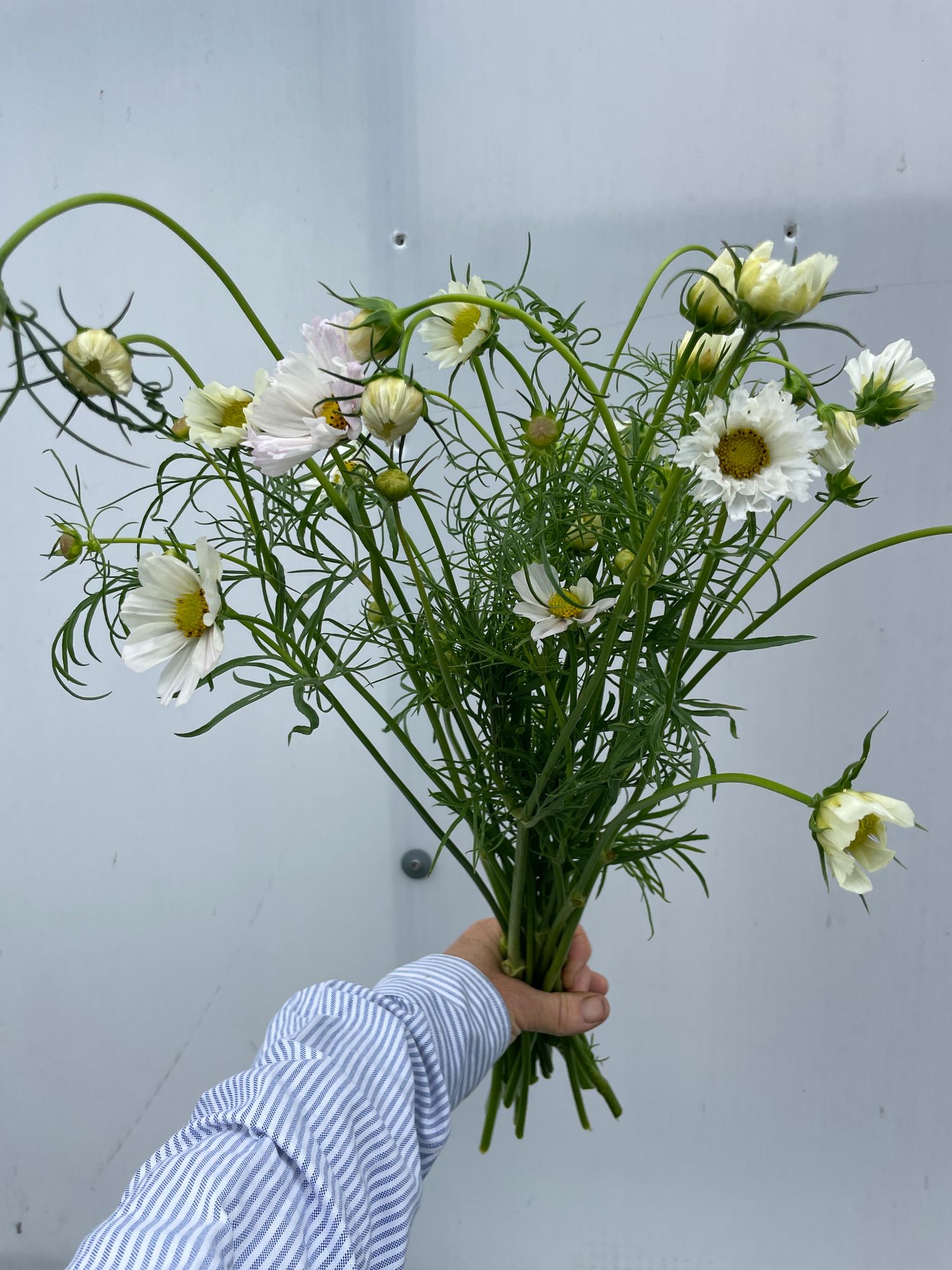 COSMOS bipinnatus