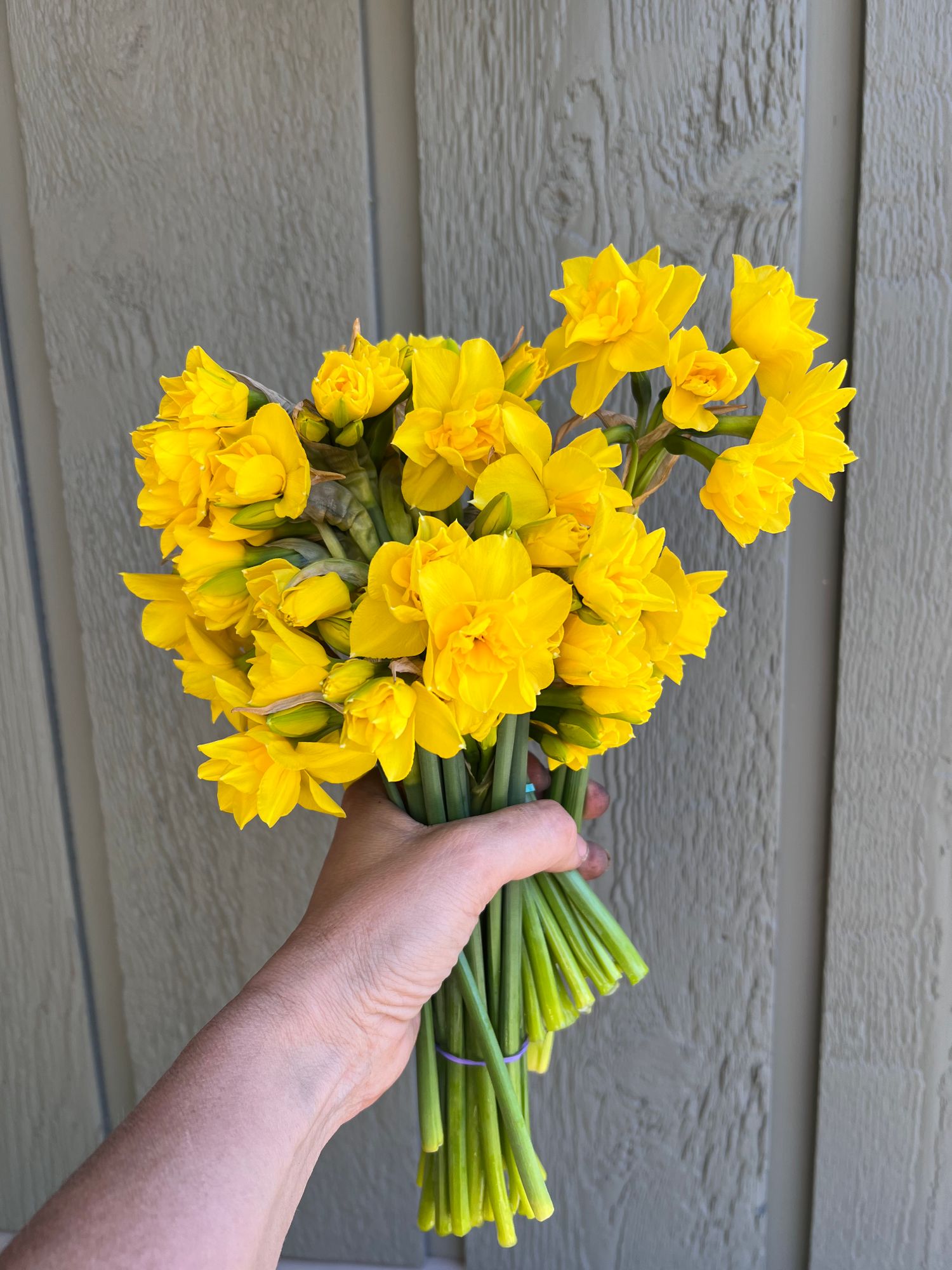 NARCISSUS Yellow Cheerfulness