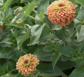 ZINNIA elegans Queen Lime Orange