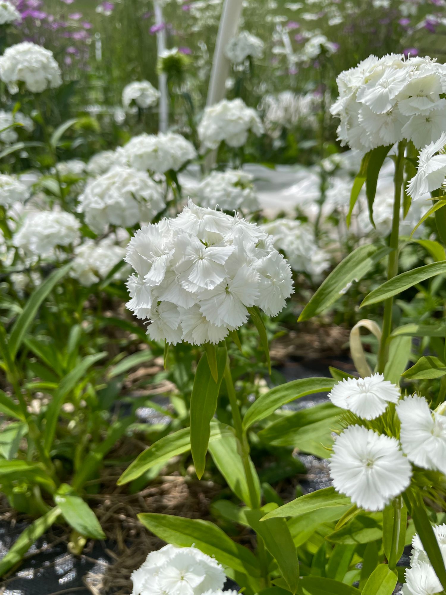 DIANTHUS barbatus