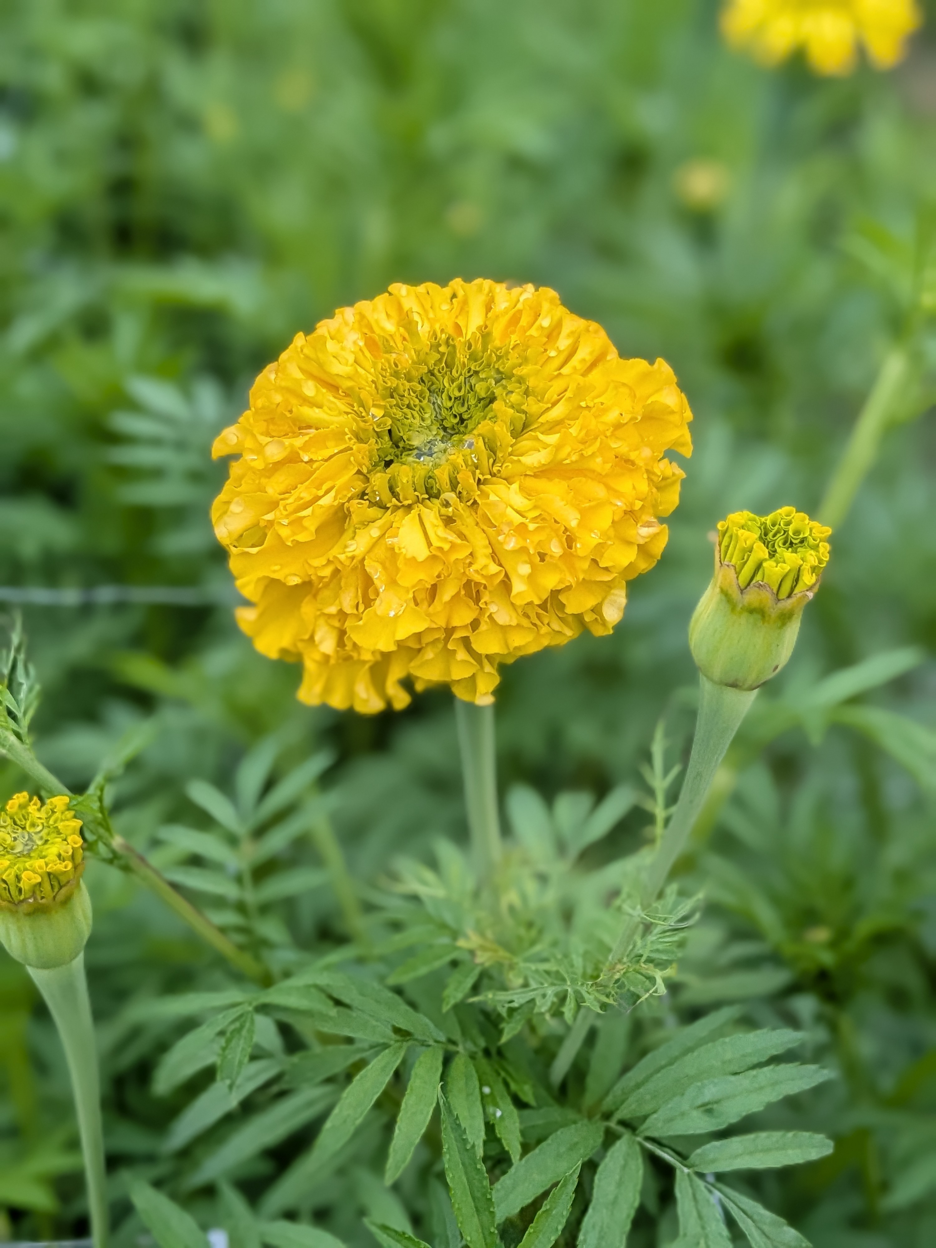 TAGETES erecta Coco Yellow