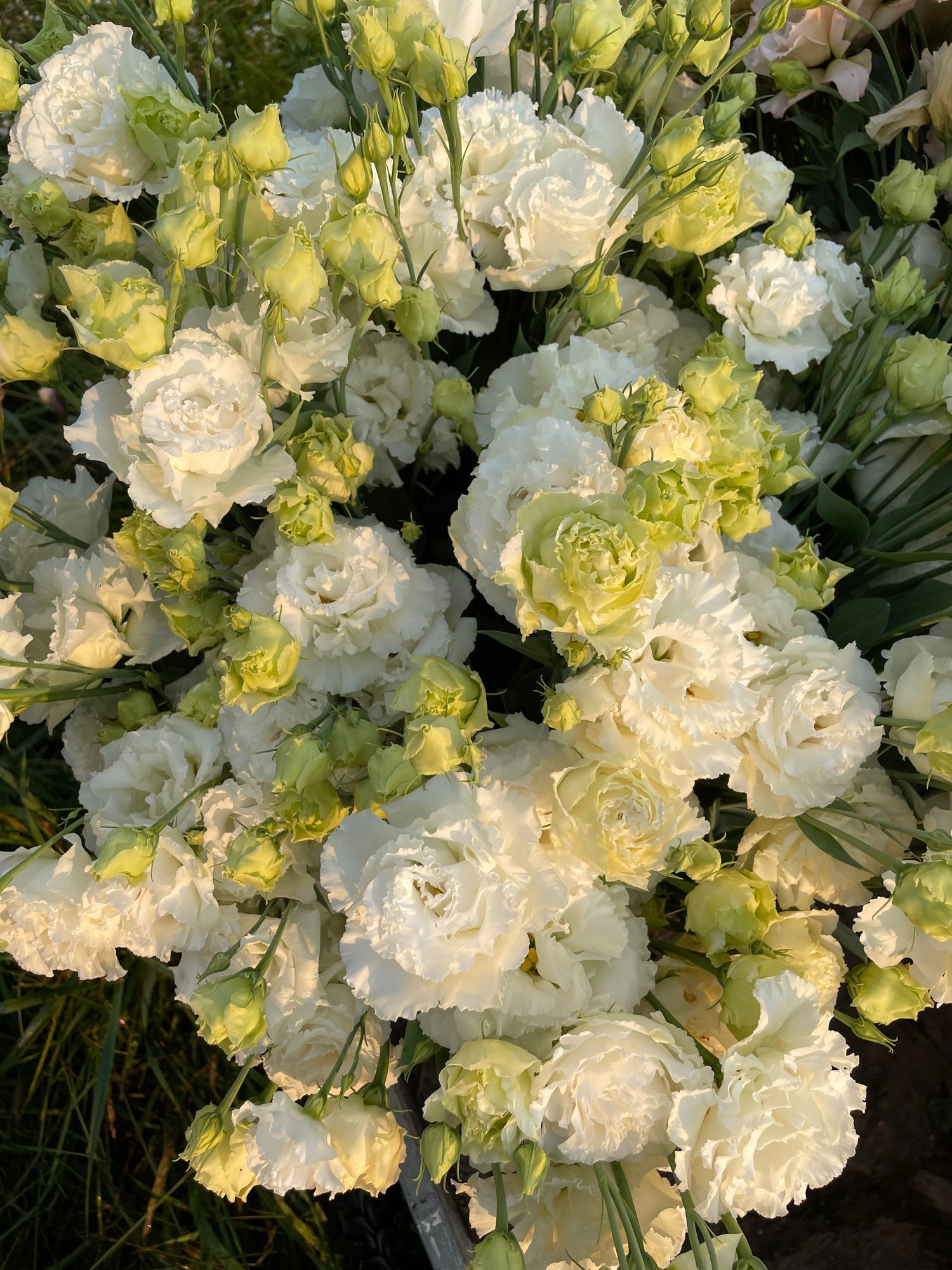 EUSTOMA grandiflorum Voyage