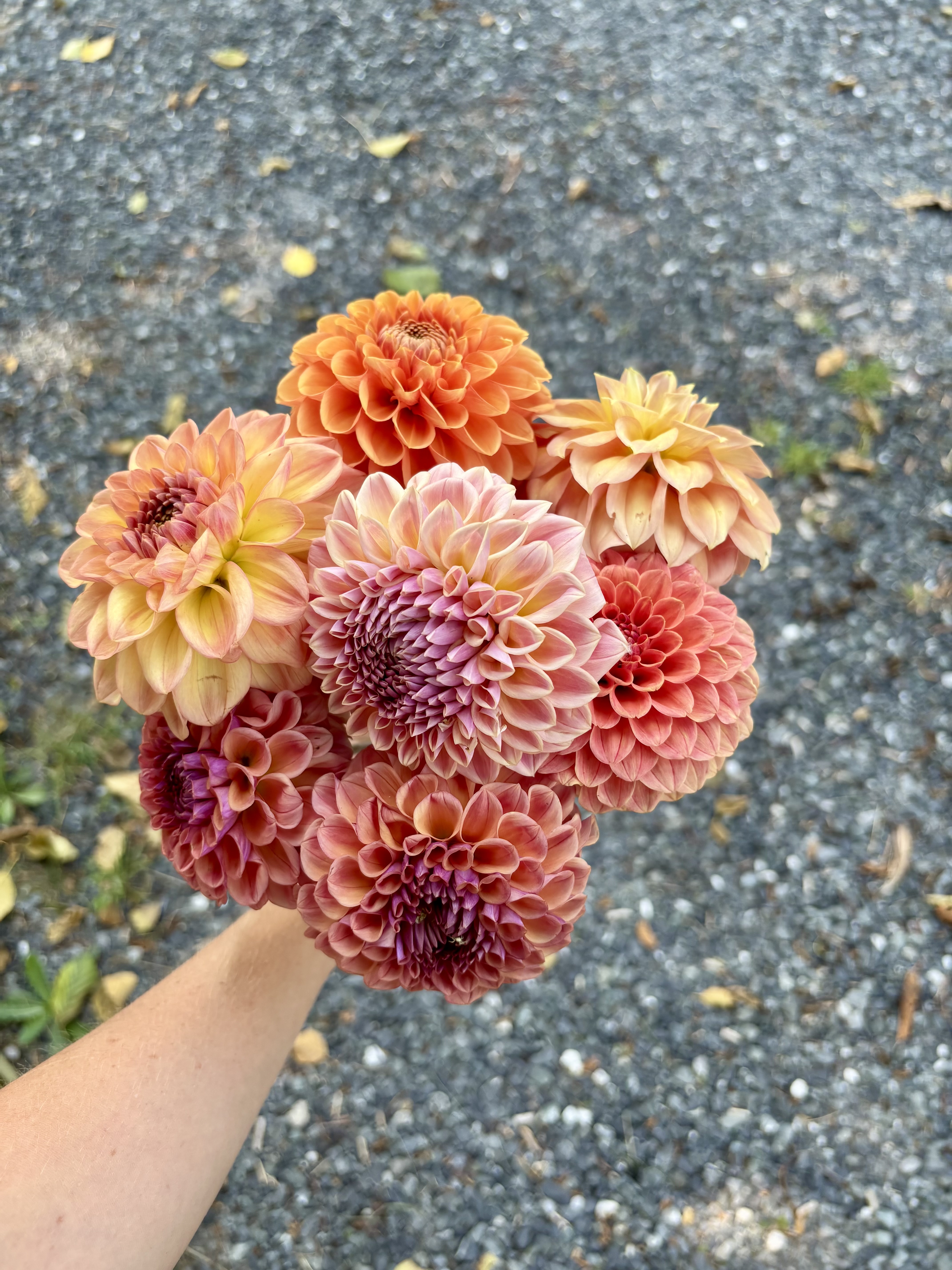 Dahlia peach bunch