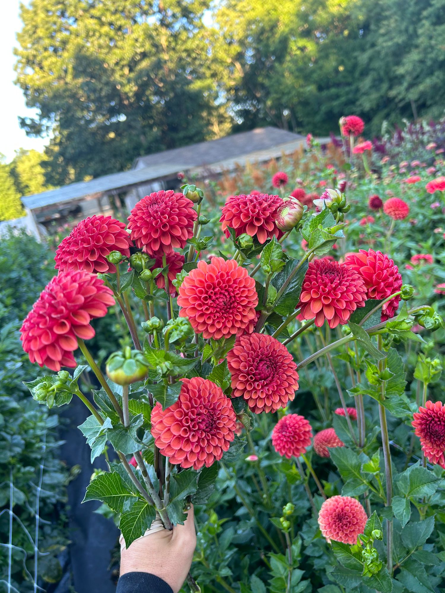 DAHLIA Valley Rust Bucket