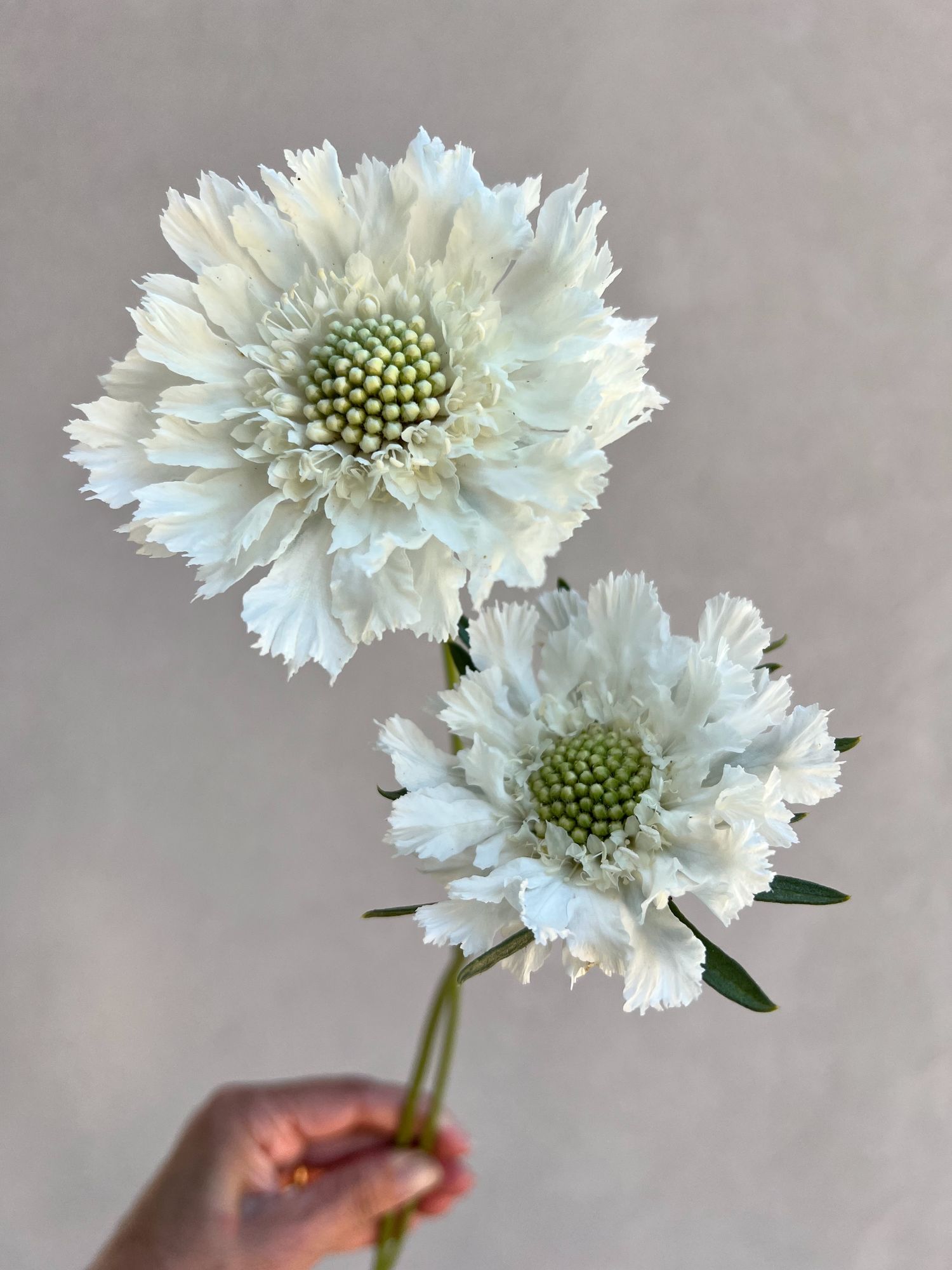 SCABIOSA caucasica Fama White