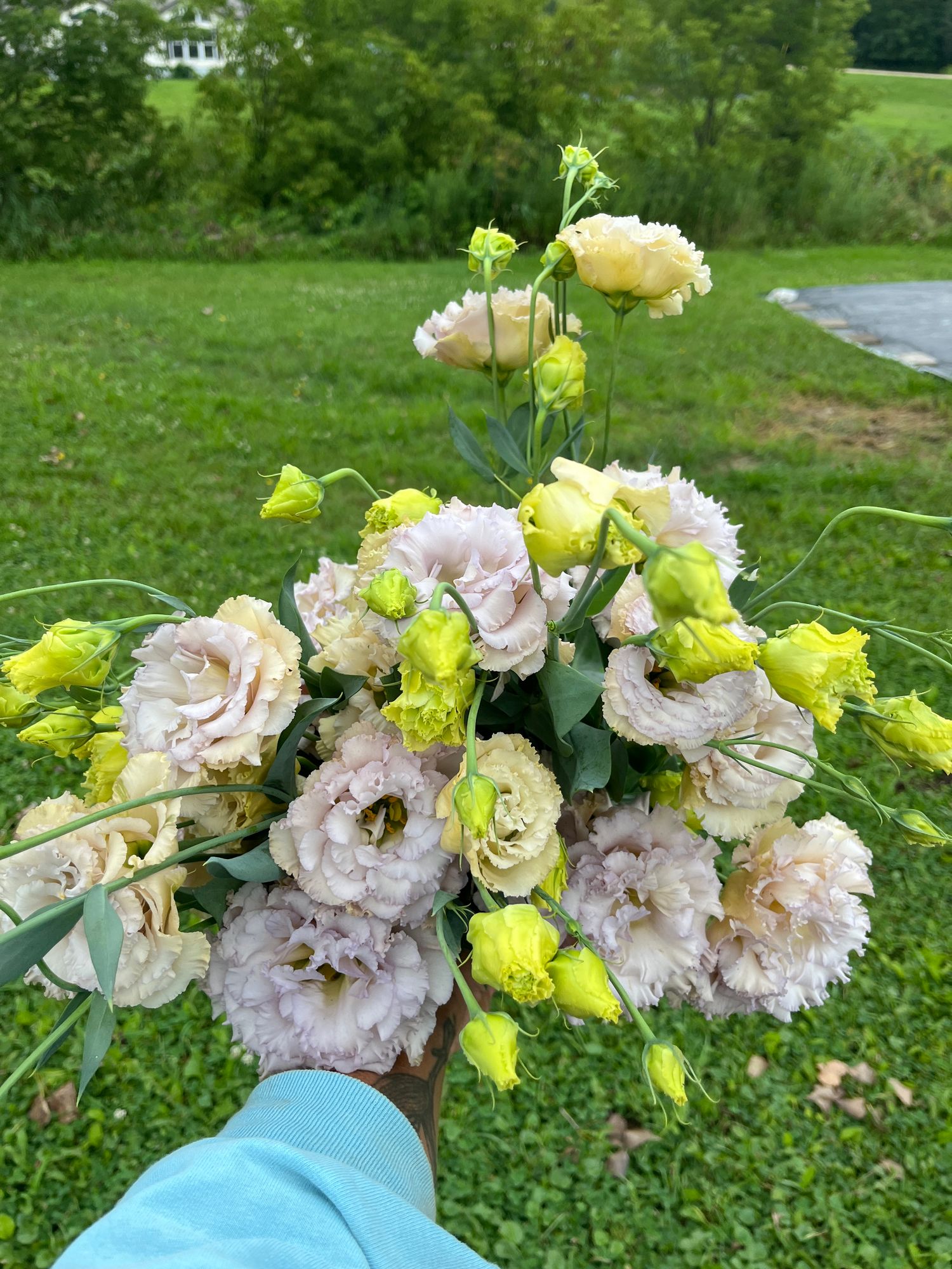 EUSTOMA grandiflorum Blue Chateau