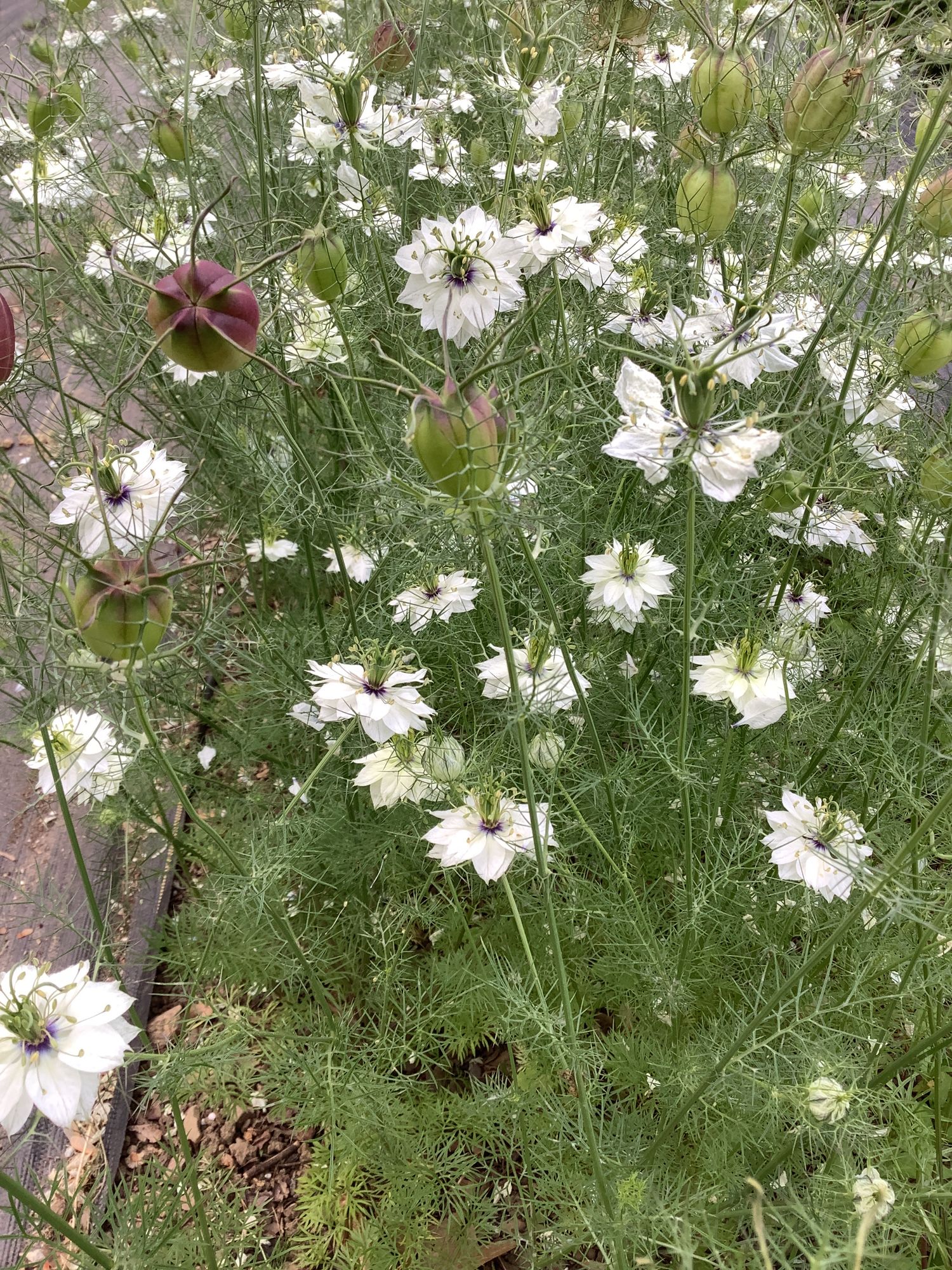 NIGELLA damascena Albion