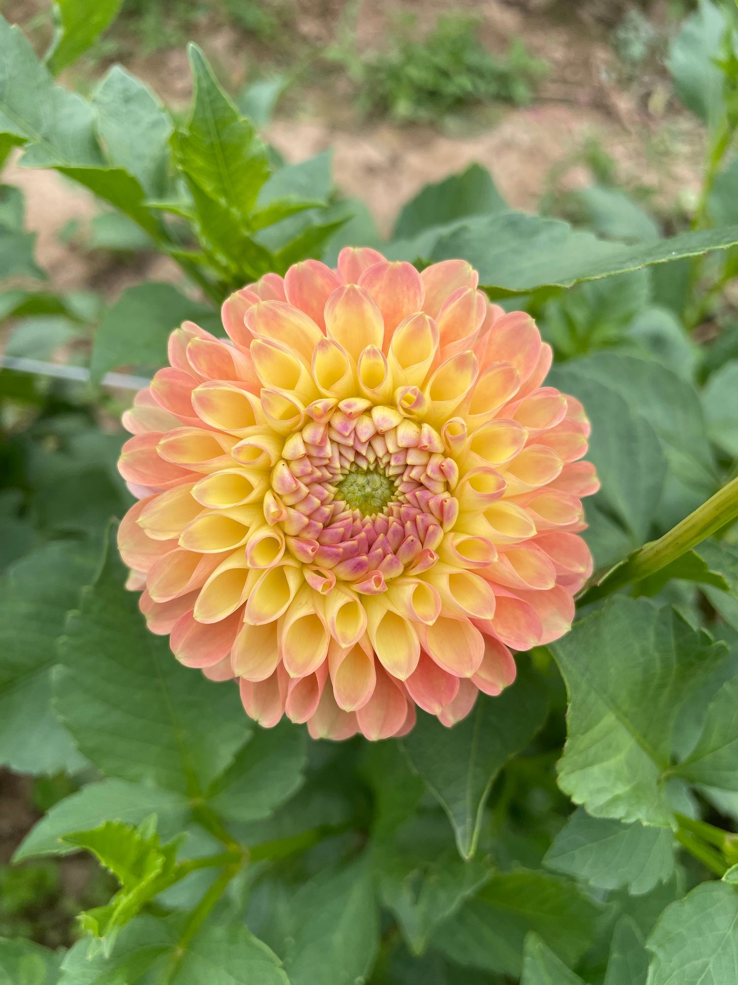 DAHLIA Jowey Nicky