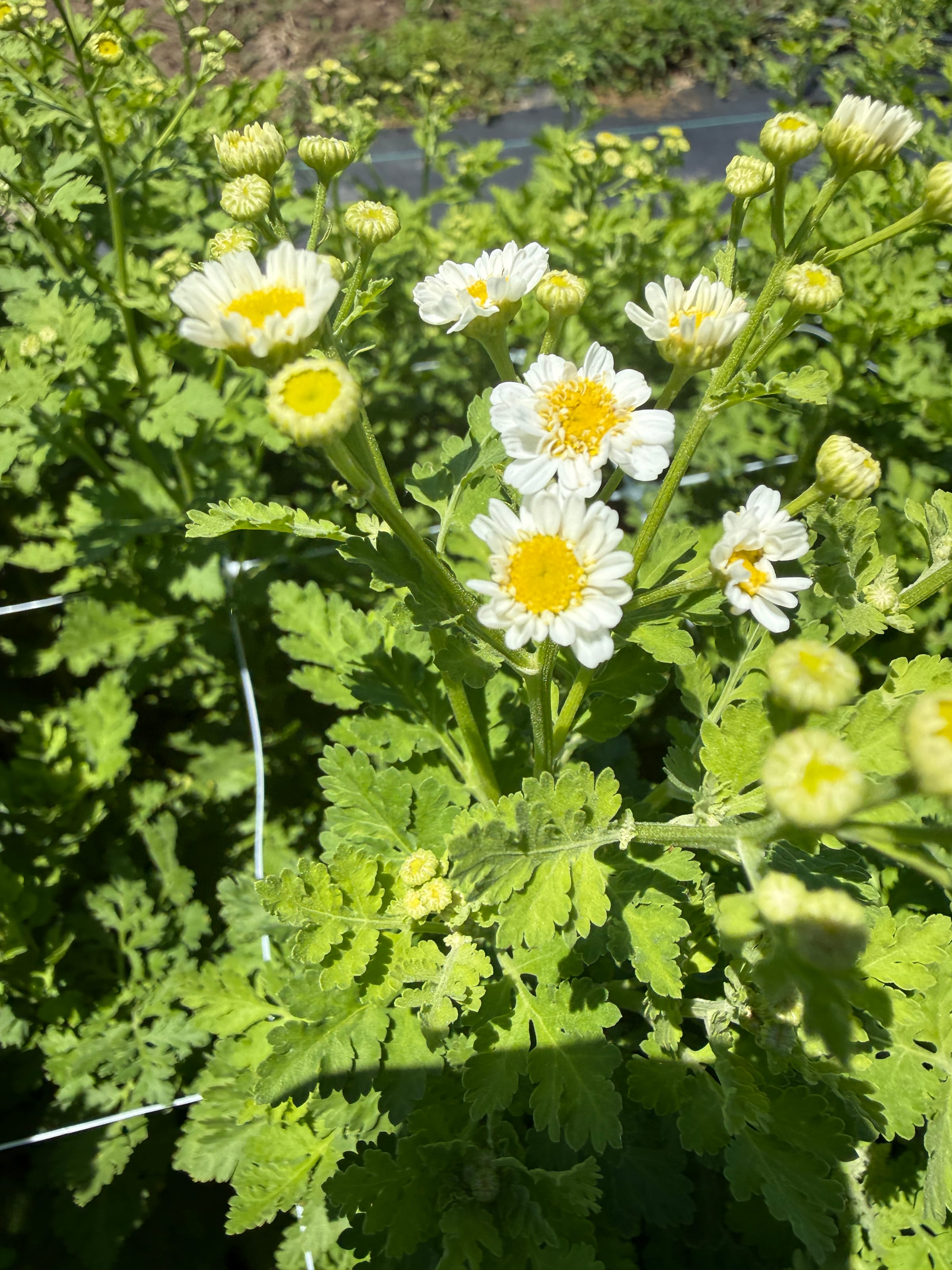 TANACETUM parthenium