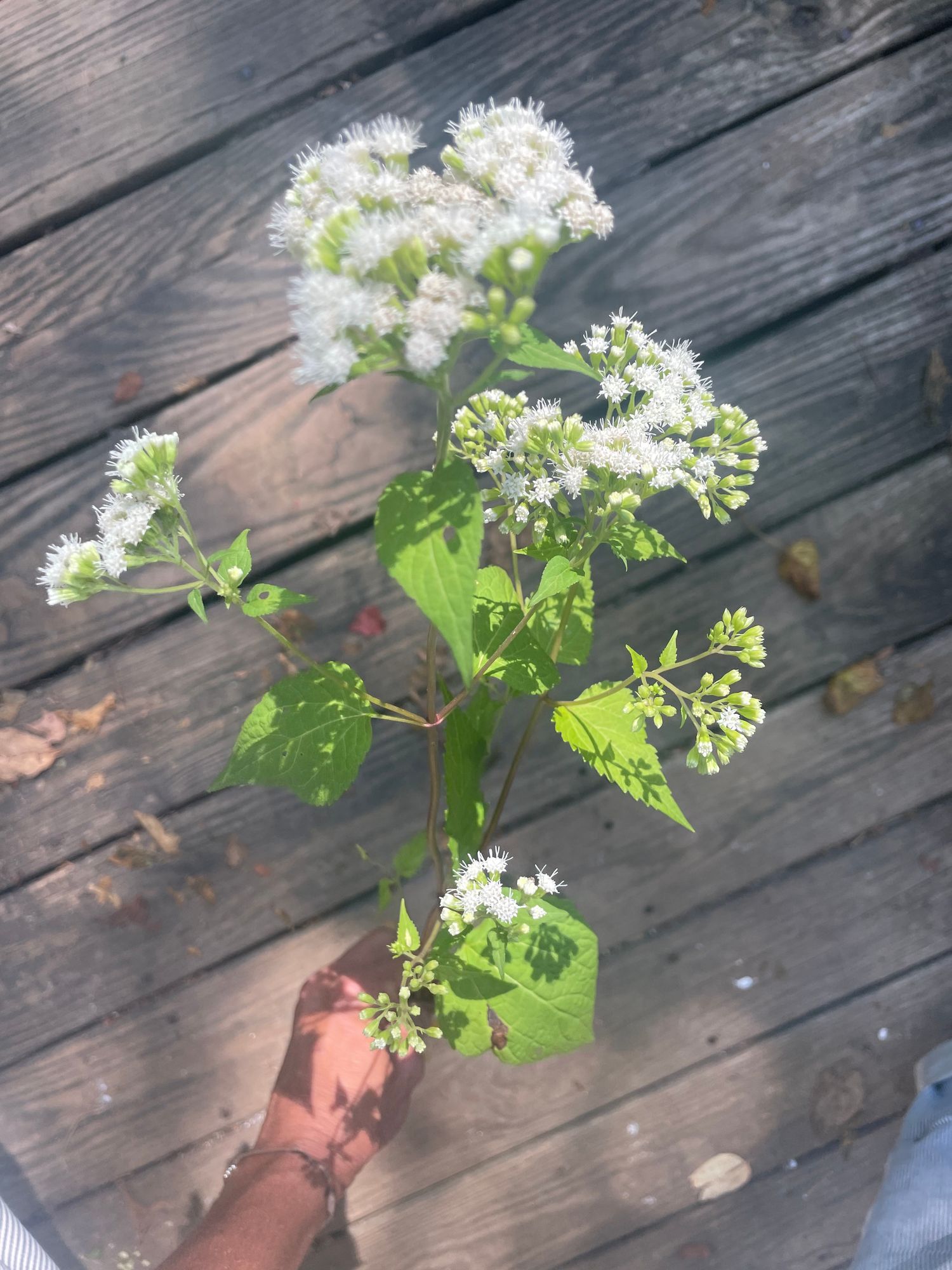 EUPATORIUM aromaticum