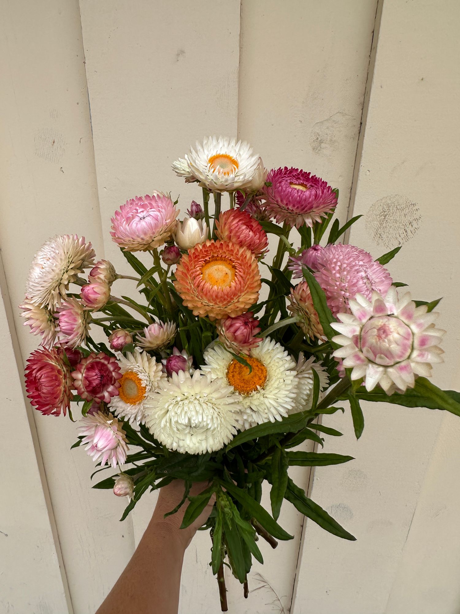 XEROCHRYSUM bracteatum Bright Rose