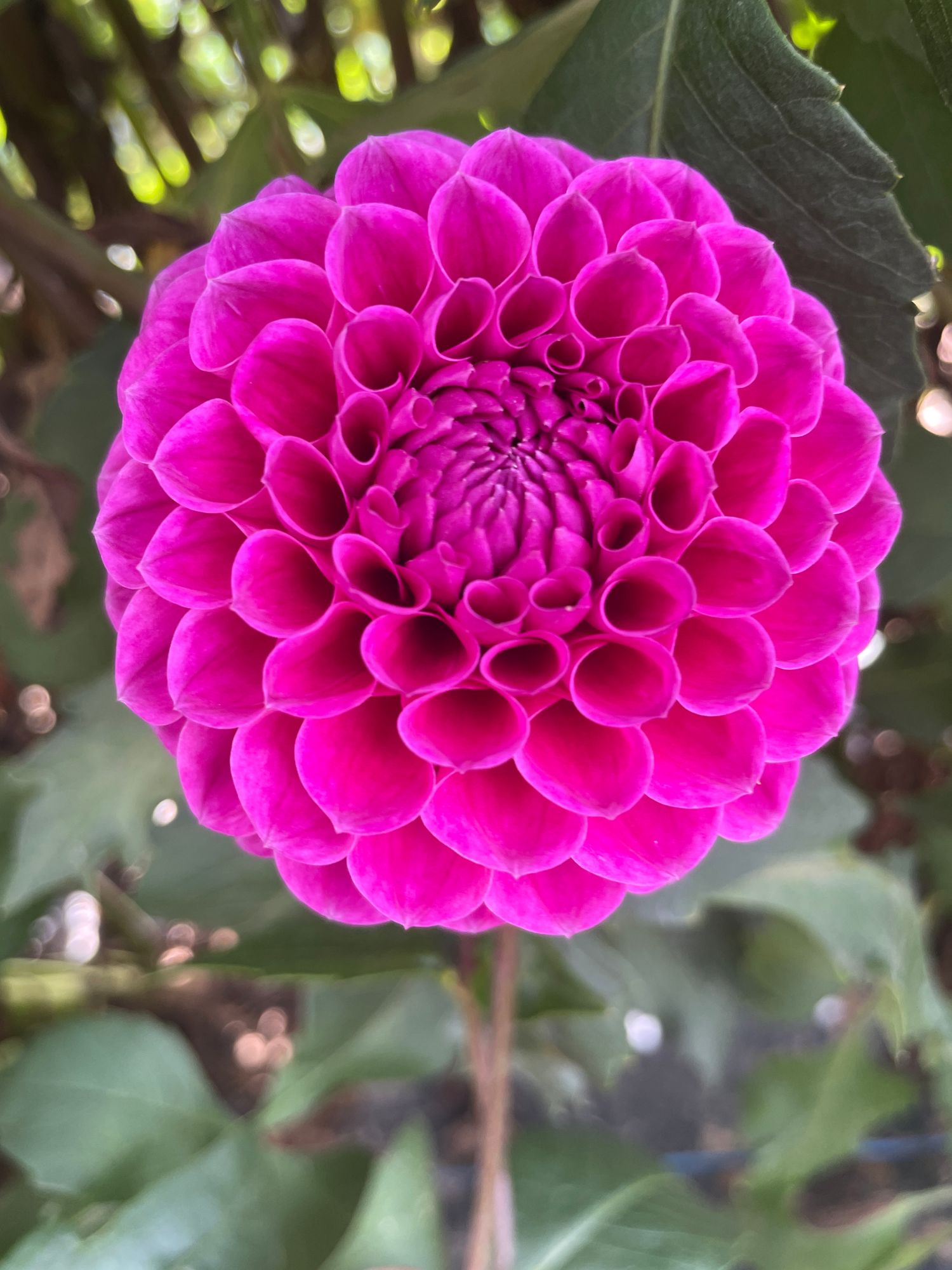 DAHLIA Nijinsky