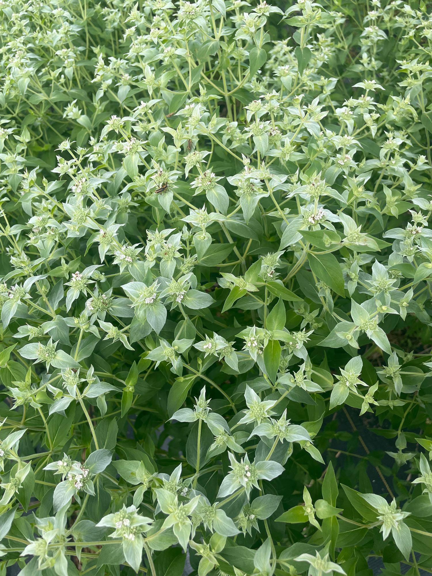 PYCNANTHEMUM muticum