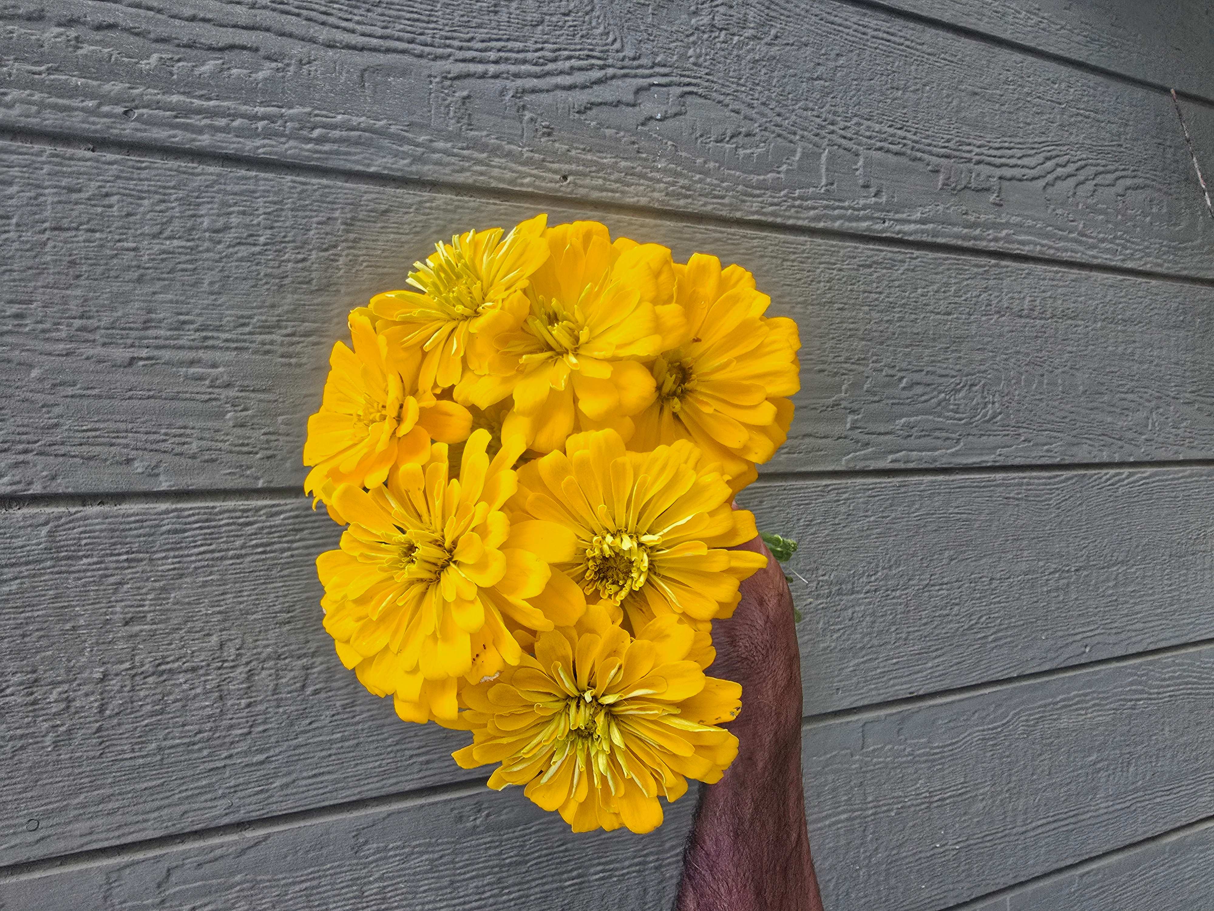 ZINNIA