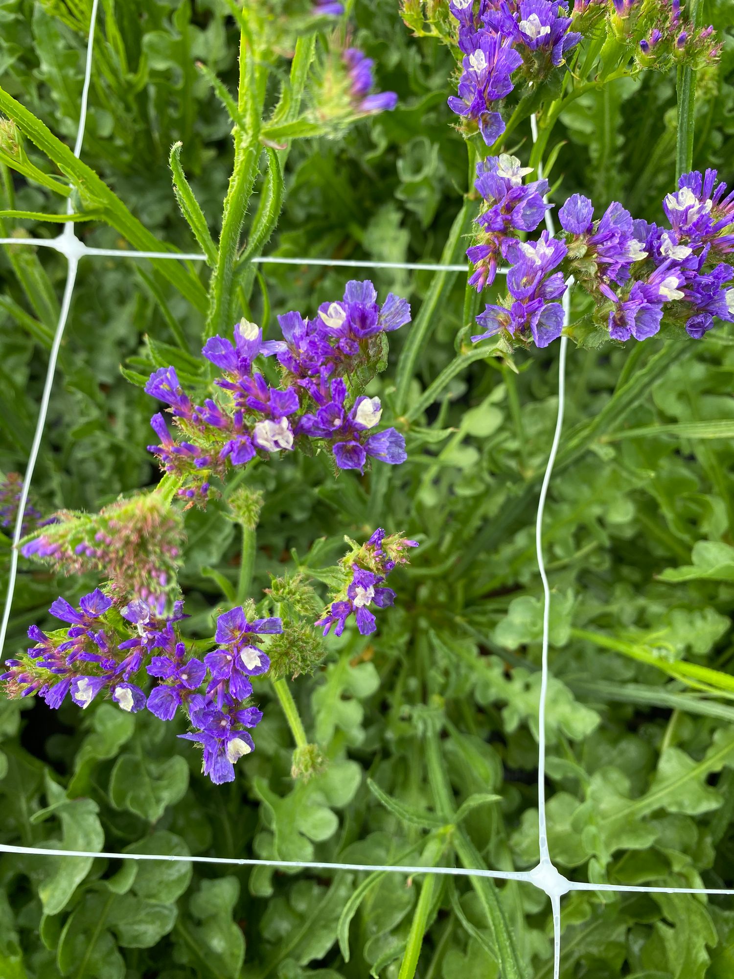 LIMONIUM sinuatum Seeker