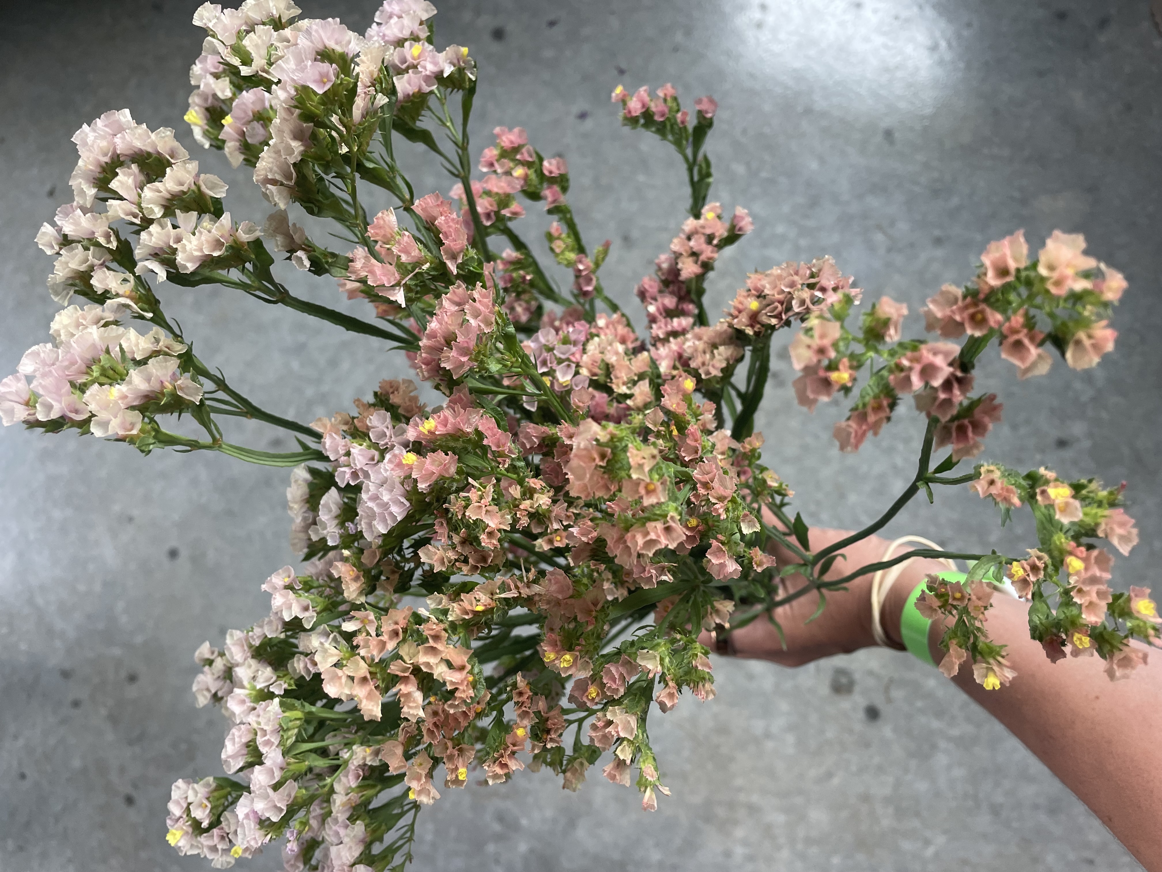 LIMONIUM sinuatum Hipster Apricot