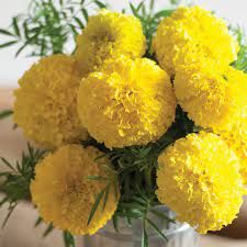 TAGETES erecta