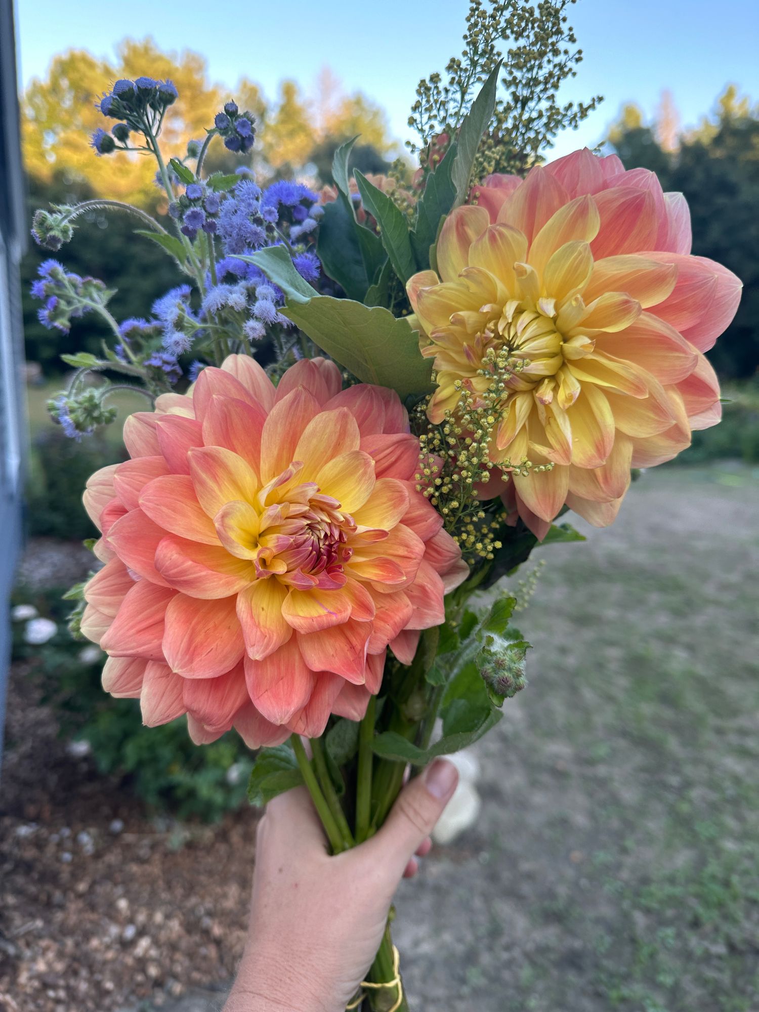 DAHLIA October Sky