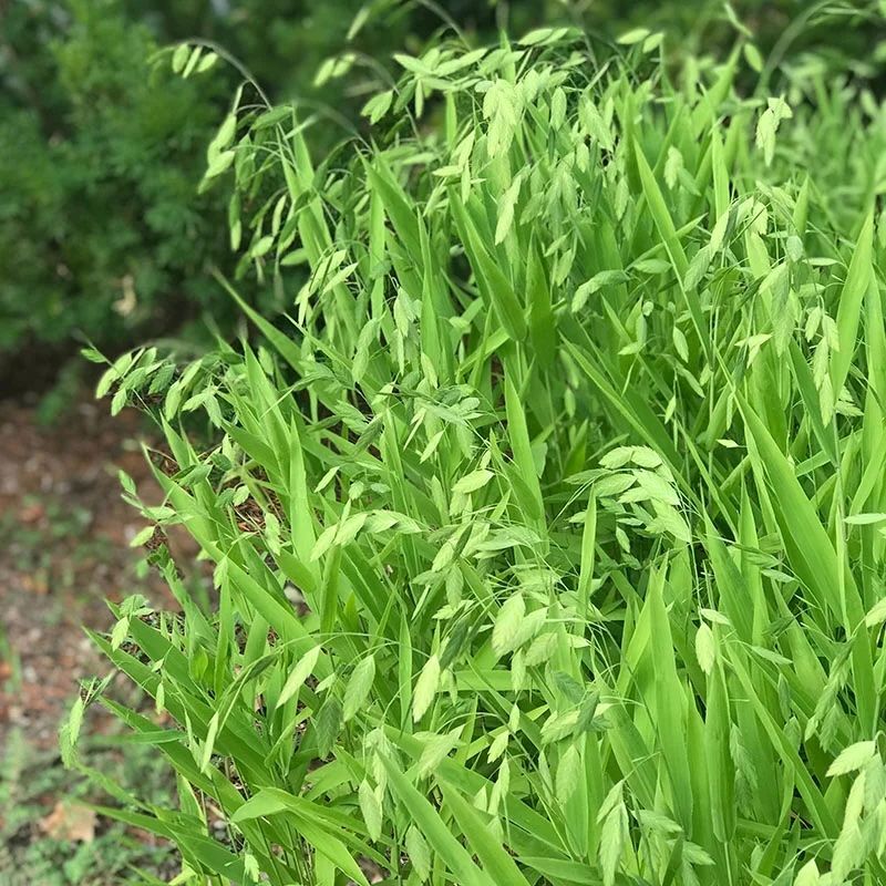CHASMANTHIUM latifolium