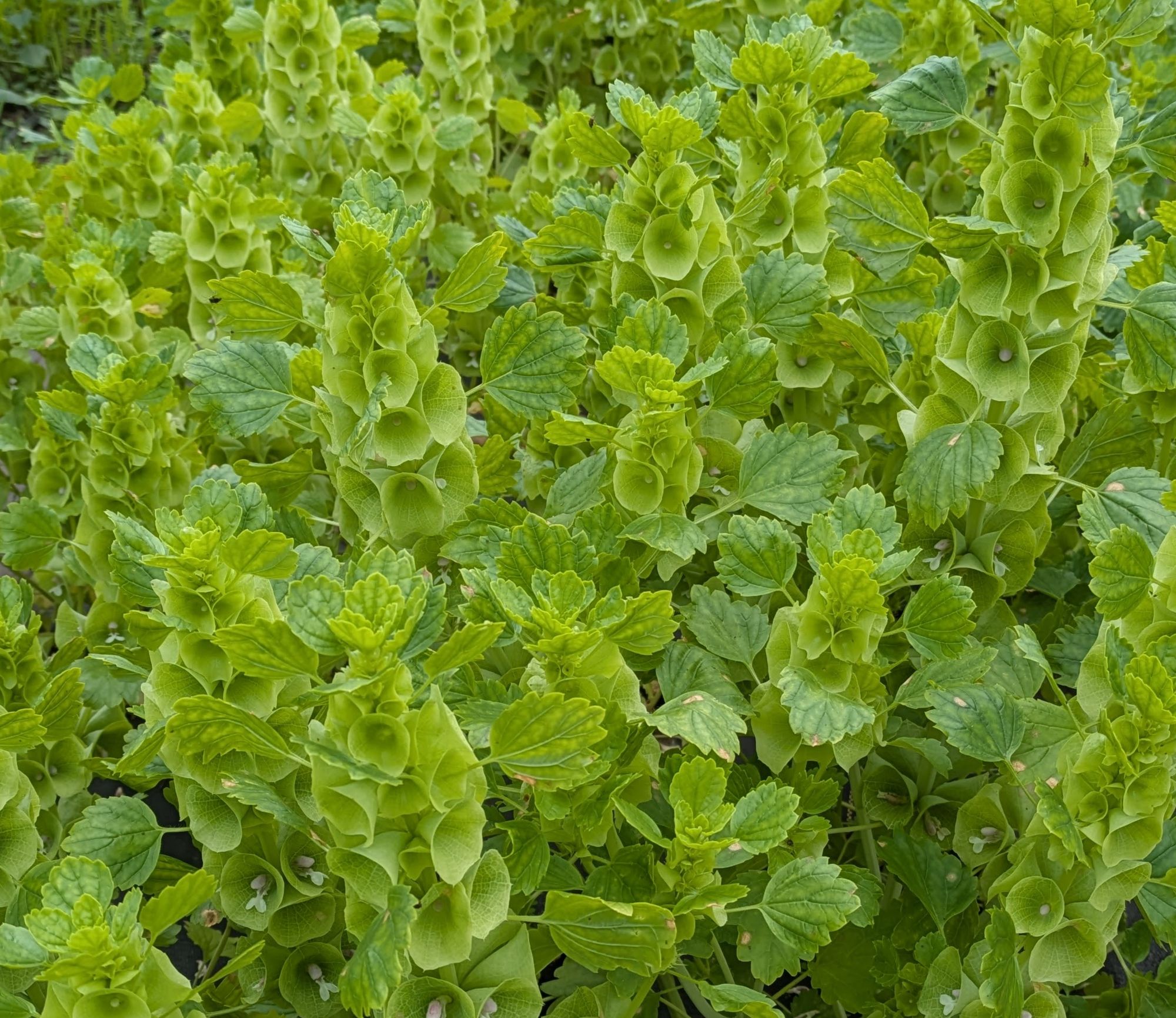 MOLUCCELLA laevis