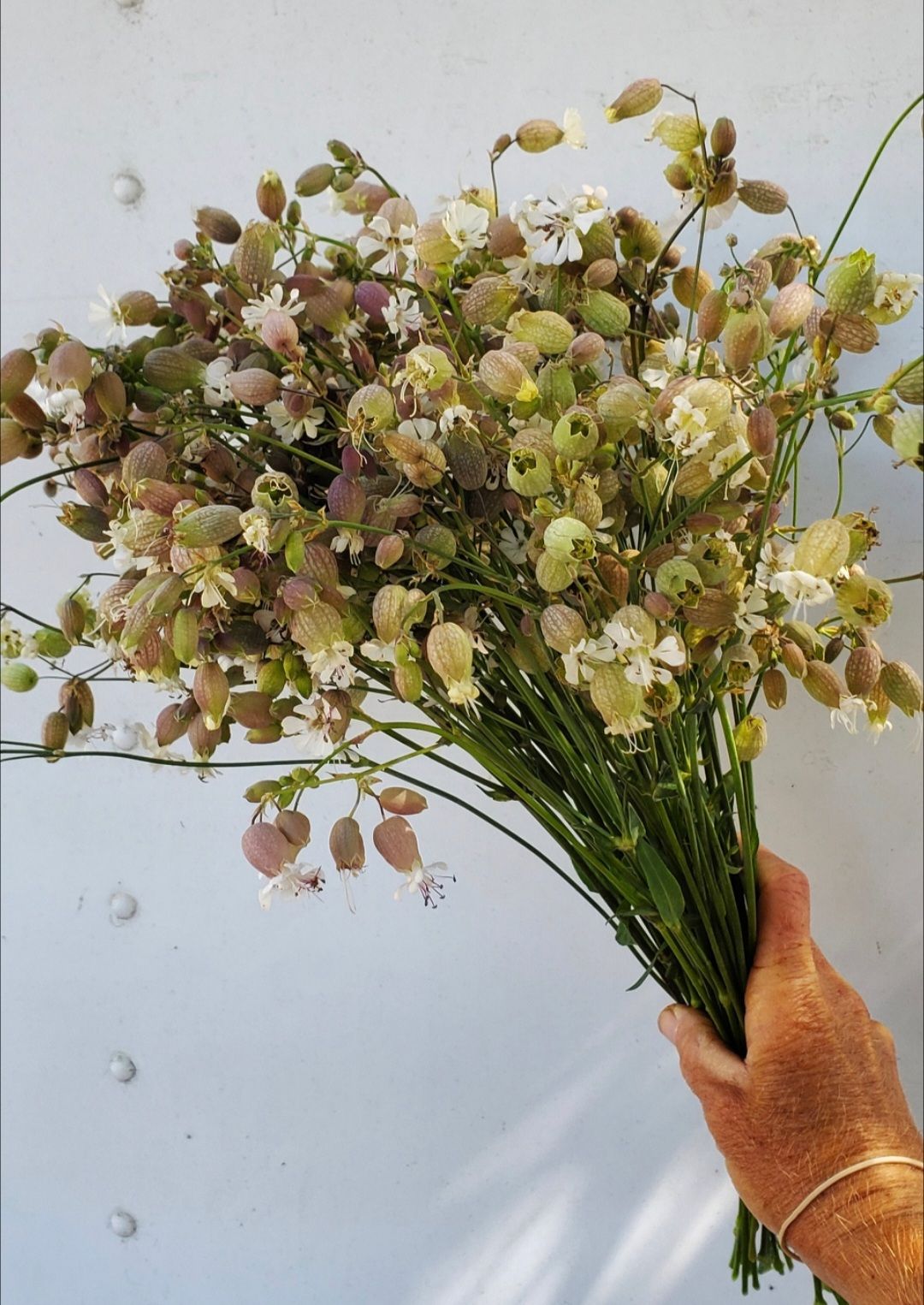 SILENE vulgaris Blushing Lanterns