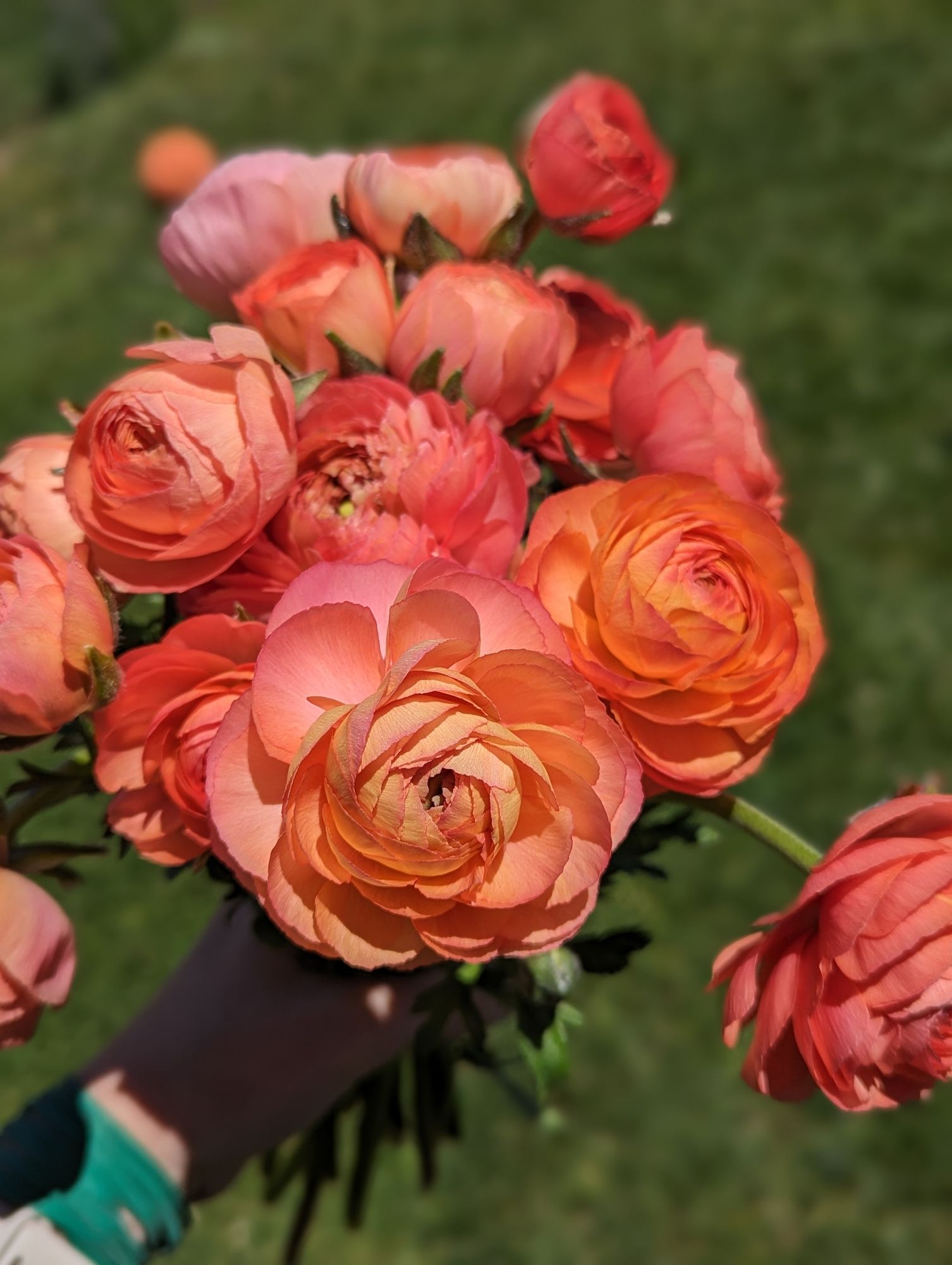 RANUNCULUS La Belle Salmon