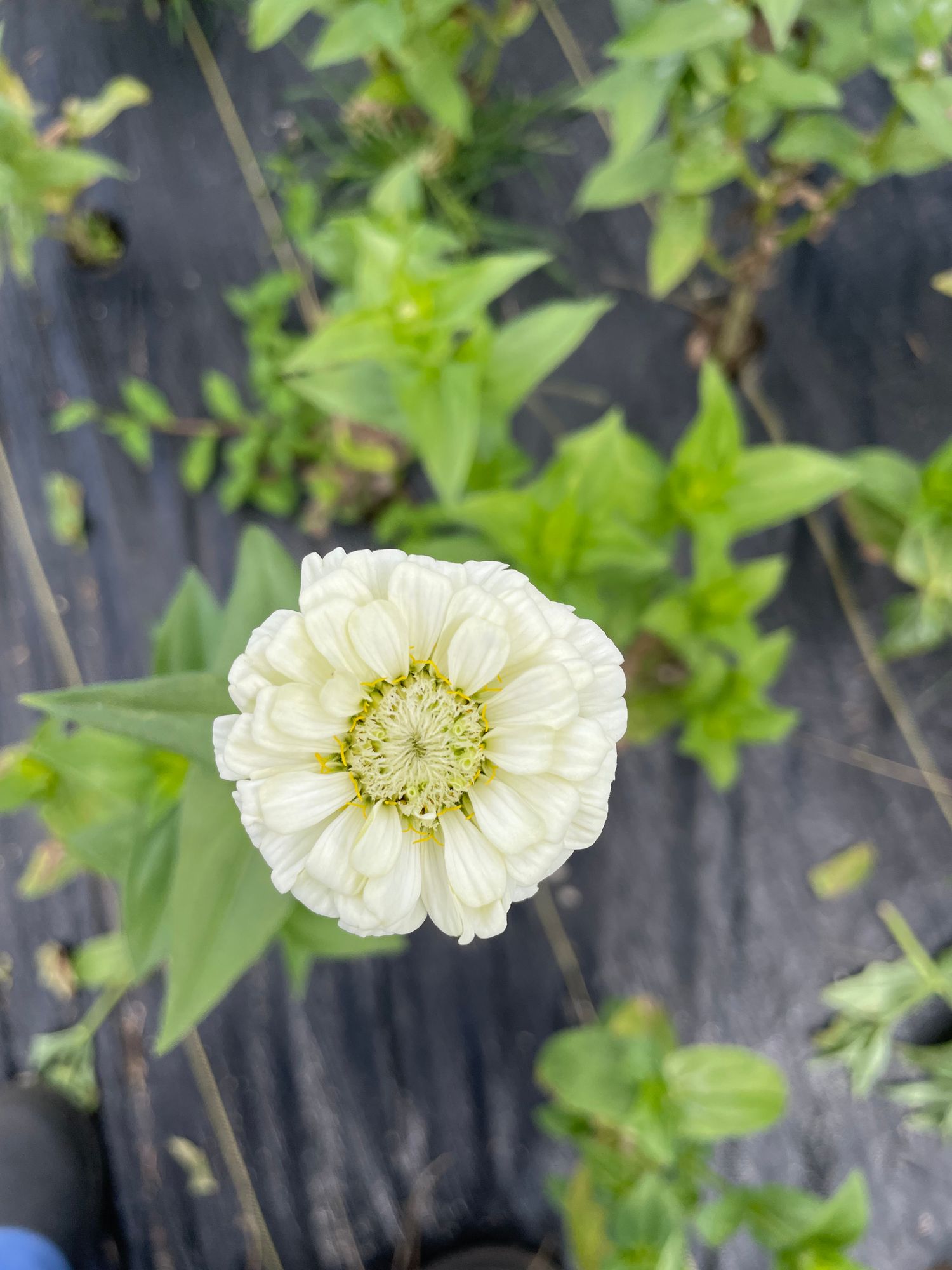 ZINNIA elegans Oklahoma Series